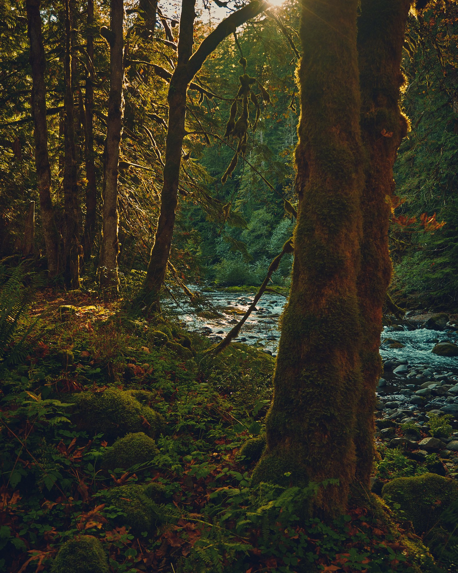 A color photograph of a river rushing through an old growth forest. Sunlight barely flickers off of a few tall trees as it peeks over the canyon.