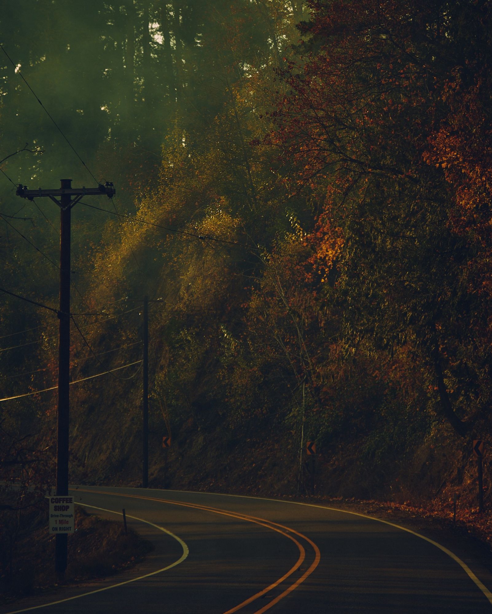 A color photo taken from the front seat of a car going down a winding road. There are telephone poles to the right, and multi-colored trees encroach the rest of the frame. A slight haze of morning fog hangs in the air.