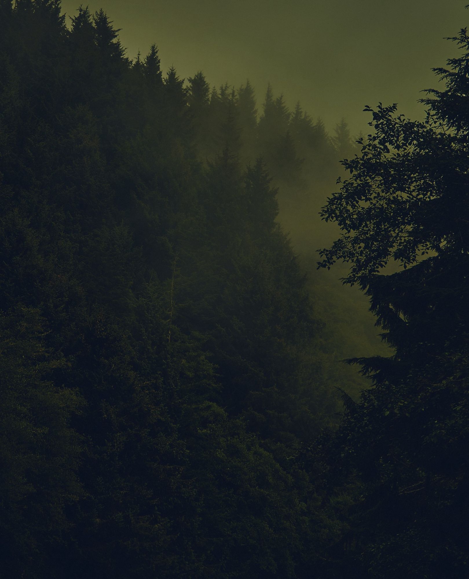 A color photo of a foggy forest just before a bend in the road.