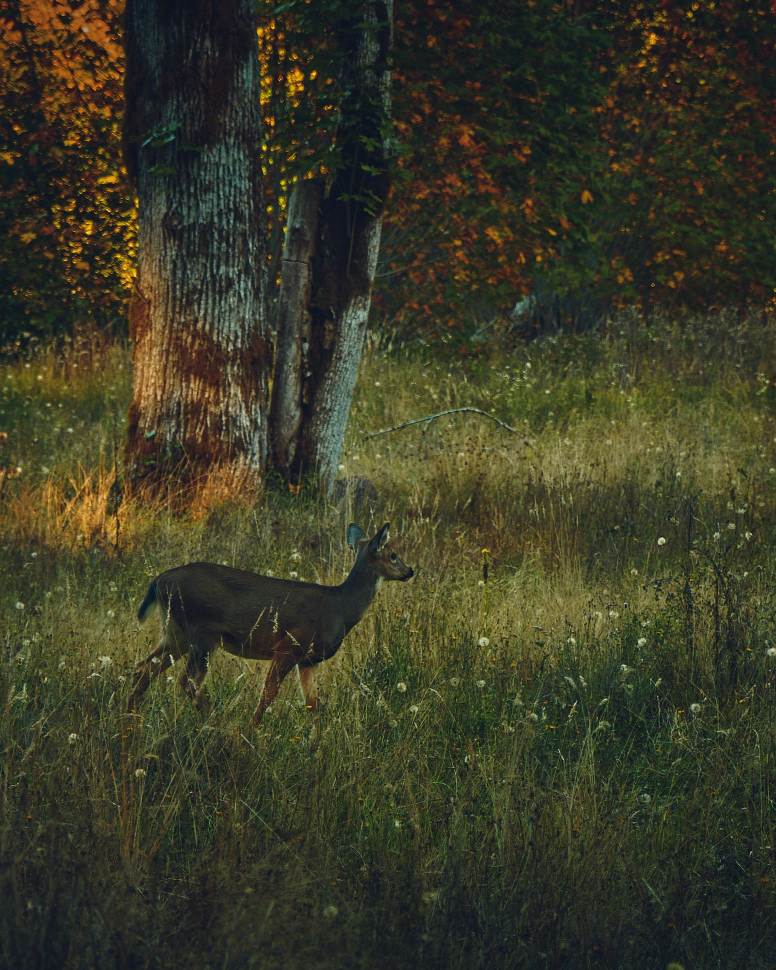 A color photograph of a doe (a deer, a female deer) standing in the middle of a sunlit field. There is a single tree in the background, and the forest behind takes up the rest of the frame.