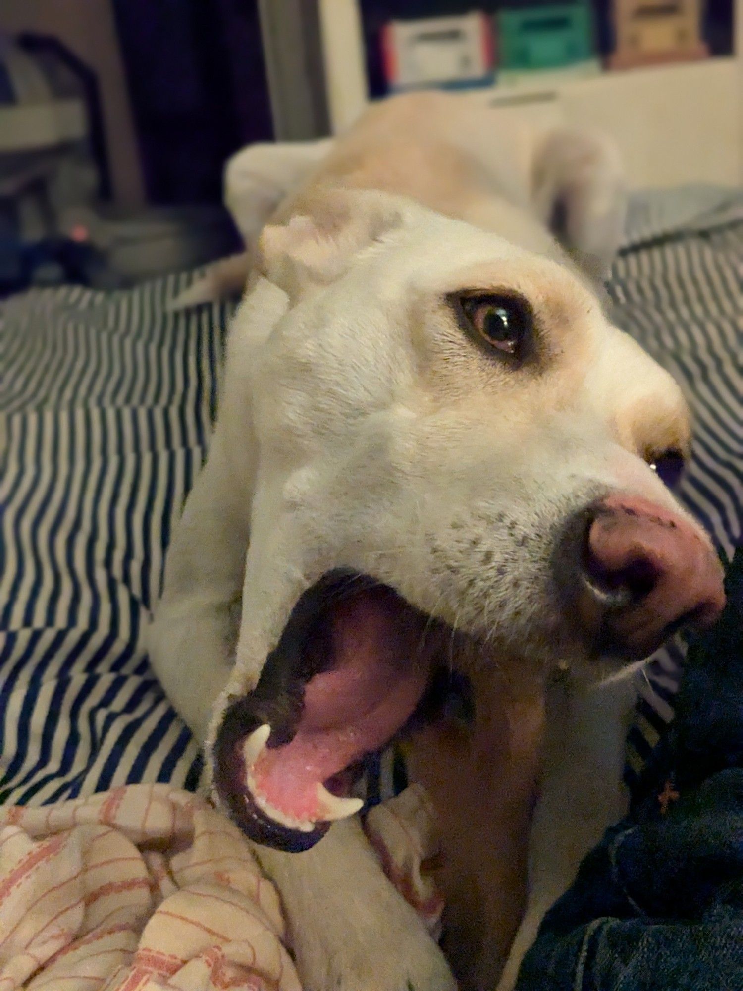 Blonde husky hiding her ears for safety