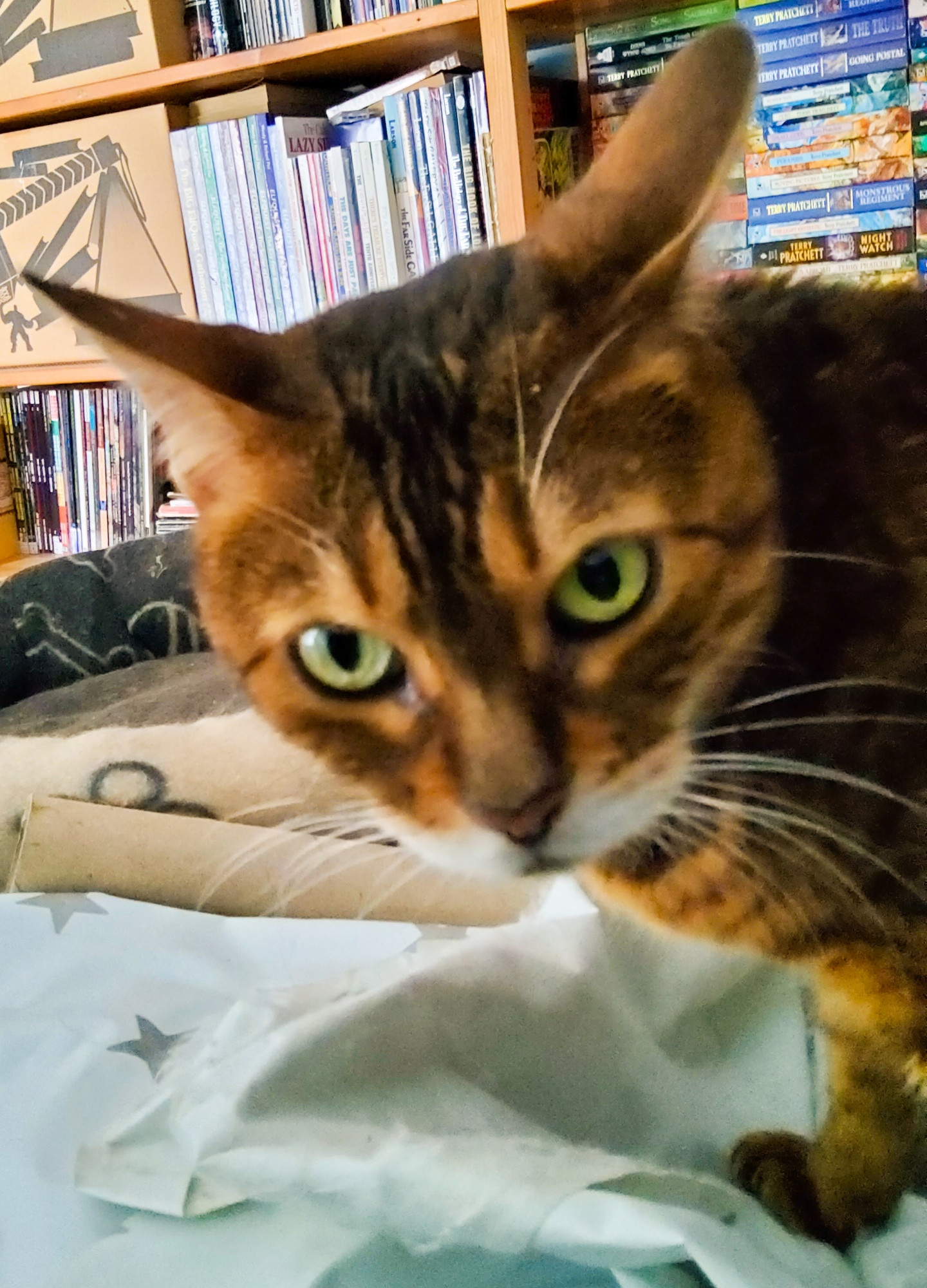 Carisma, brown-rosette Bengal cat, is giving her intense "what are YOU looking at" stare at the phone camera. She's ticked off!
