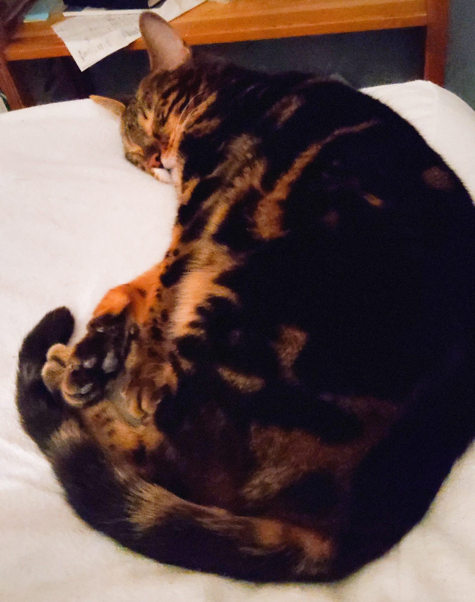 Mort, black-brown marbled Bengal cat, is having well-earned rest and is blissfully asleep.