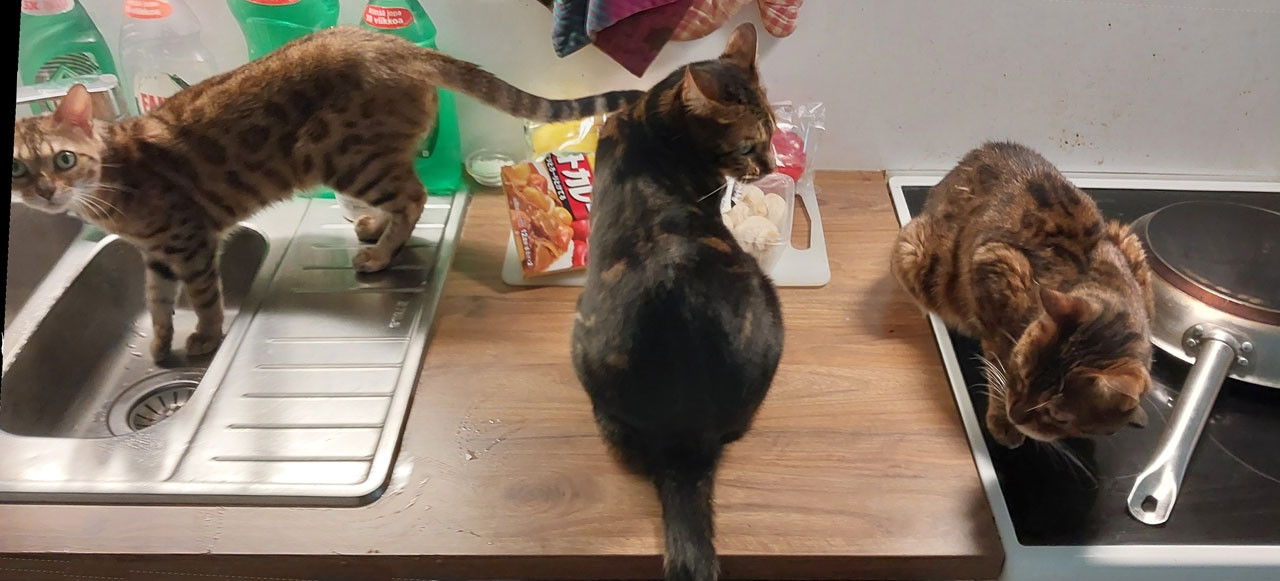 Three Bengal cats, two brown-rosette and black-brown marbled, sitting on kitchen counter, sink and stove. Leftmost is Lobsang, in the middle is Mort and to the right, Carisma. Carisma is the mother of two other girls (despite their names). All cats seem surprised that they are being photographed.
