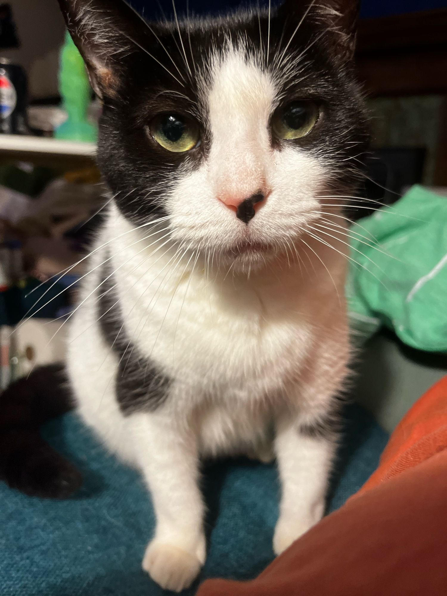 A colorful, still photo of an adult, shorthaired, piebald cat sitting comfortably beside her guardian on a sofa. Quark has bright, sage green eyes, a black freckled nose, long whiskers and resting serious face. She is looking directly at her guardian, unimpressed.