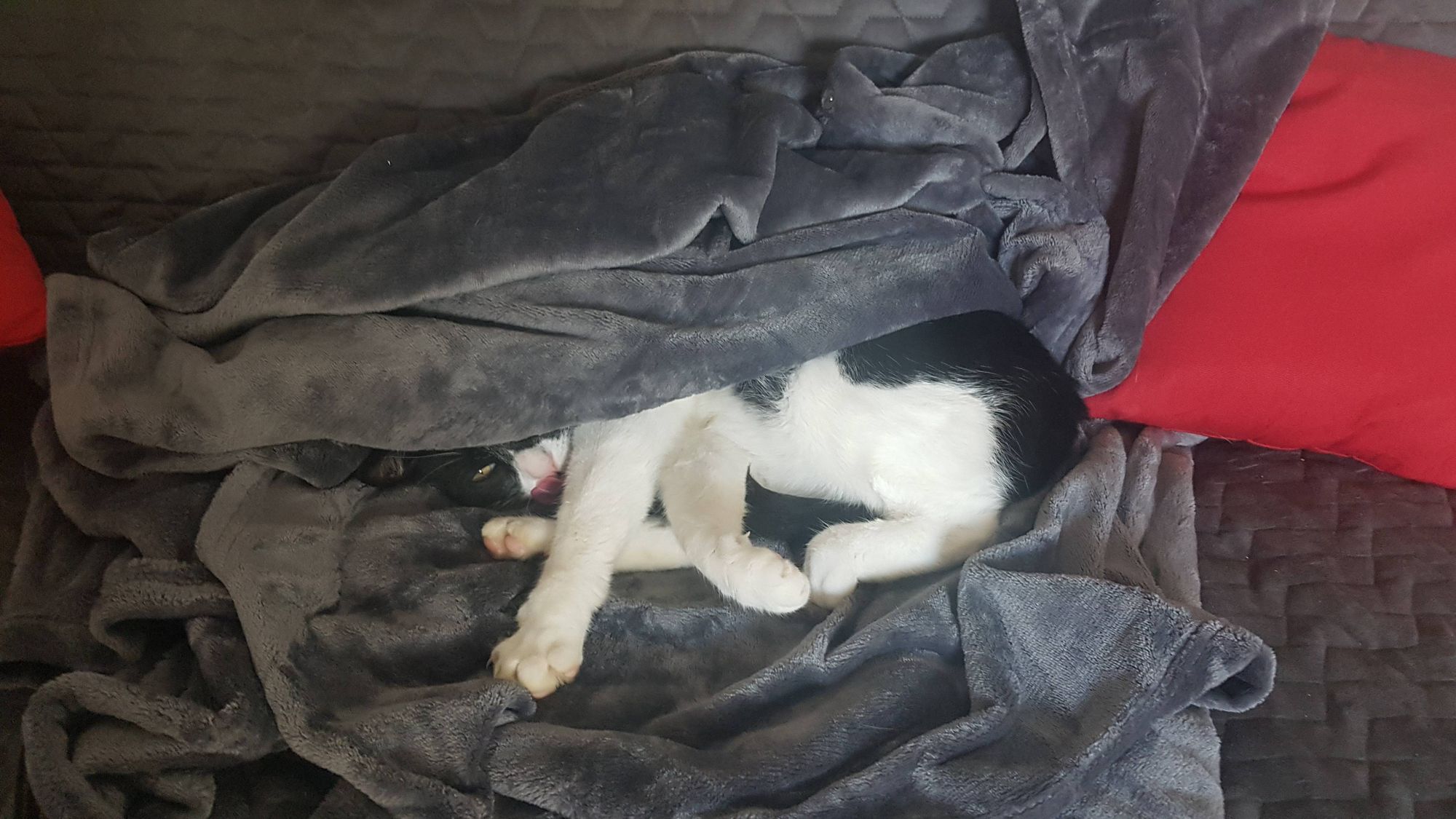 Chat noir et blanc couché et moitié emballé dans un plaid en pilou