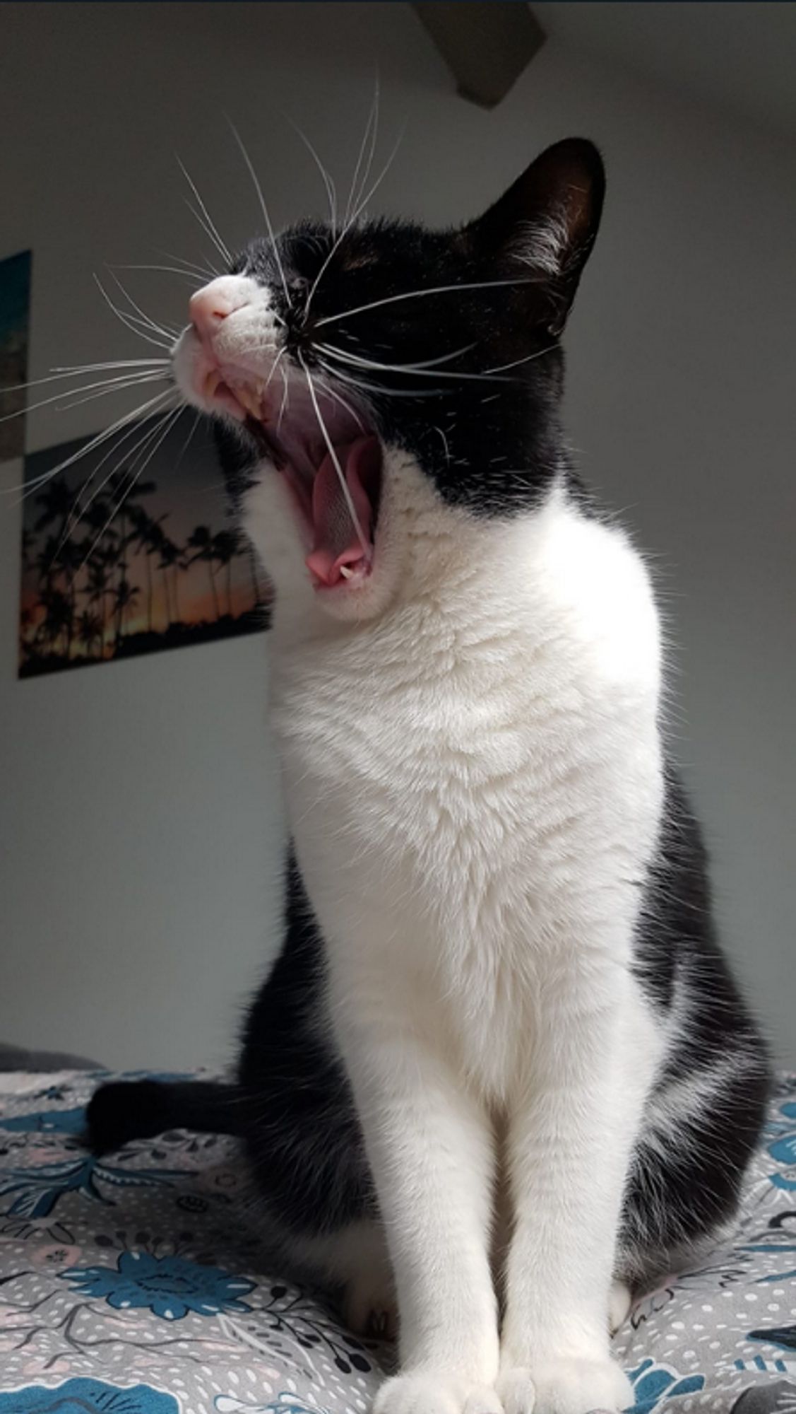 chat noir et blanc, assis, qui baille en montrant sa langue