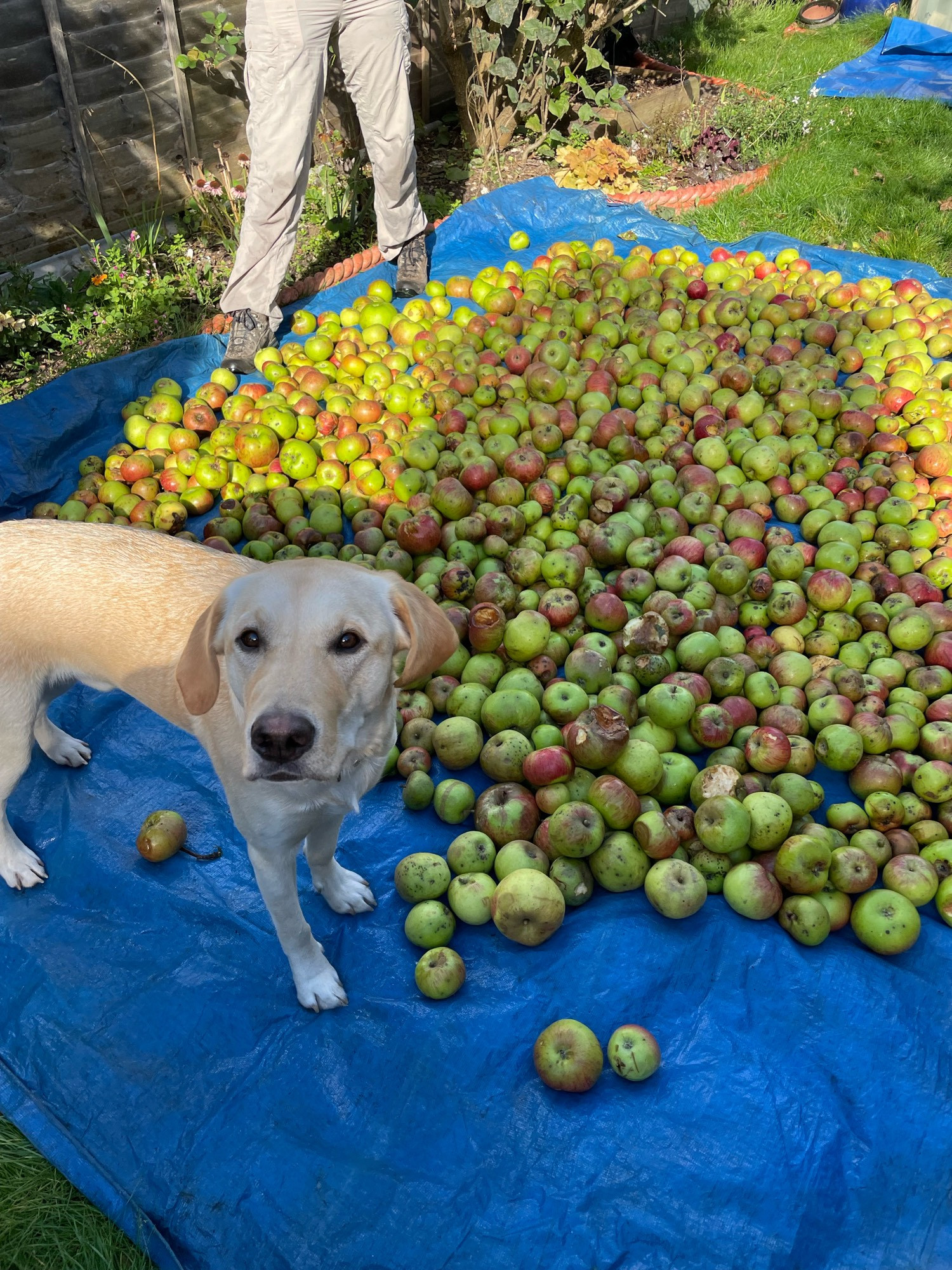 Lenny, a yellow labrador, stands on a blue tarpaulin covered in a huge pile of green and red apples.