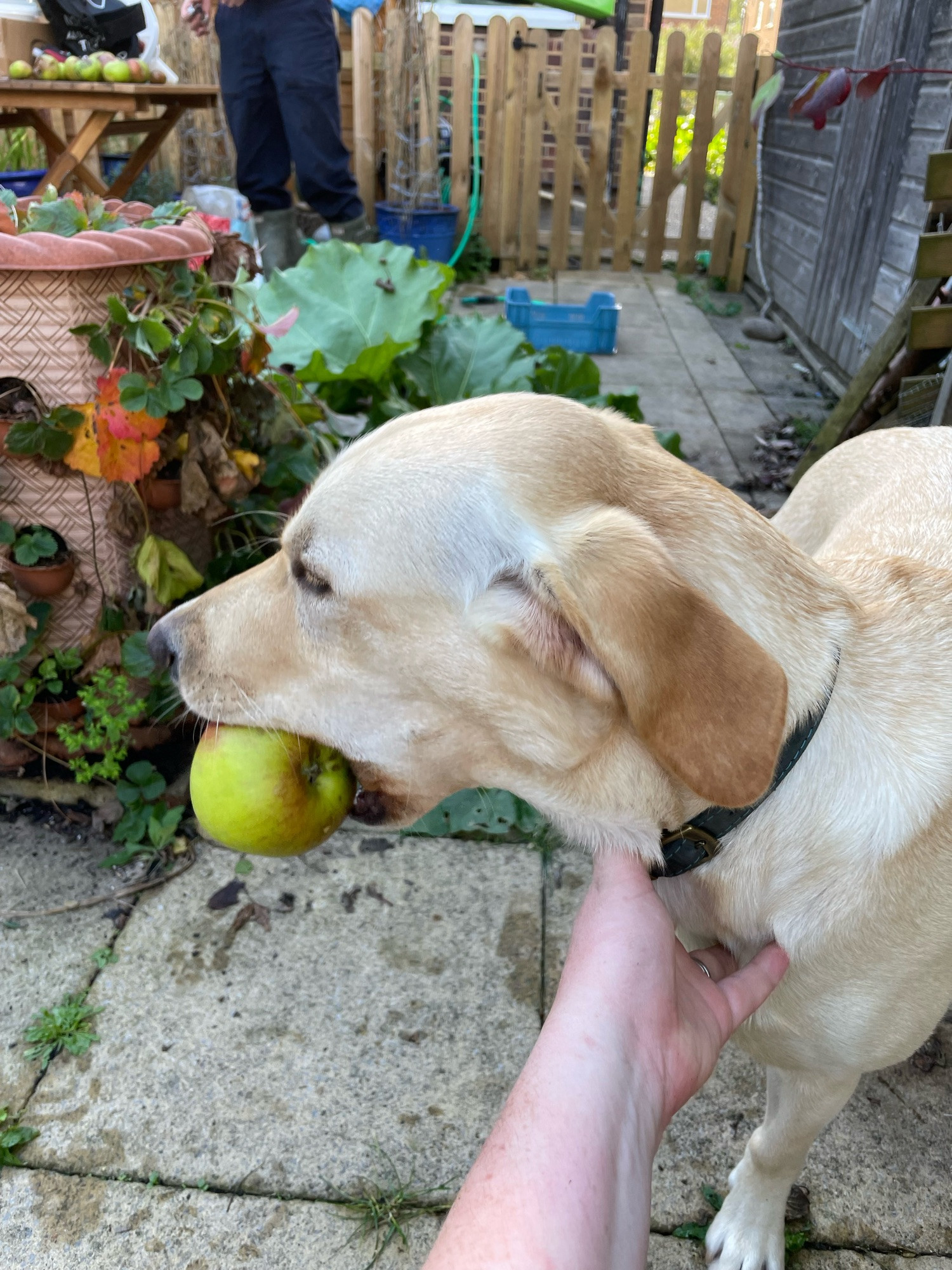 Lenny, a yellow labrador, looks away from the camera with an apple in his mouth. Amanda's hand reaches into the frame to grab his collar to try and prevent him from stealing any further apples.