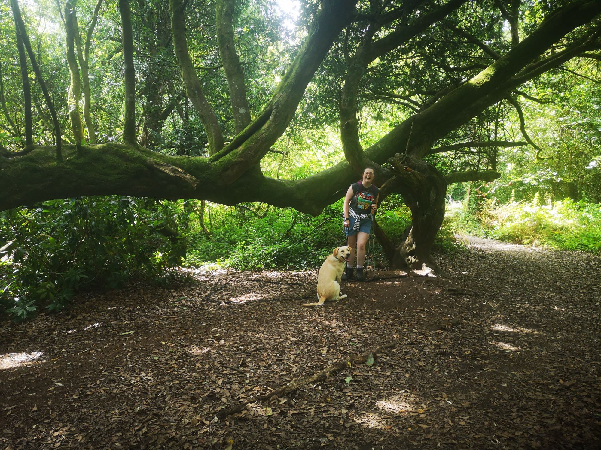 Amanda stands beneath a tree, smiling at the camera and leaning on a walking pole. Lenny, a yellow labrador, is sitting towards her and looking back over his shoulder at the camera with a goofy expression.

The tree is an enormous holly whose trunk was bent over long ago in its history - it is growing horizontally at shoulder height, with huge branches reaching upwards from the horizontal trunk. At the far end of the enormous trunk, the holly is supported by an equally ancient yew tree, which has grown in twists and gnarls around the holly trunk that landed on it.

It is a beautiful sunny day, and the canopy of trees filters the light a gentle green, with dappled golden beans of sunlight across the forest floor.