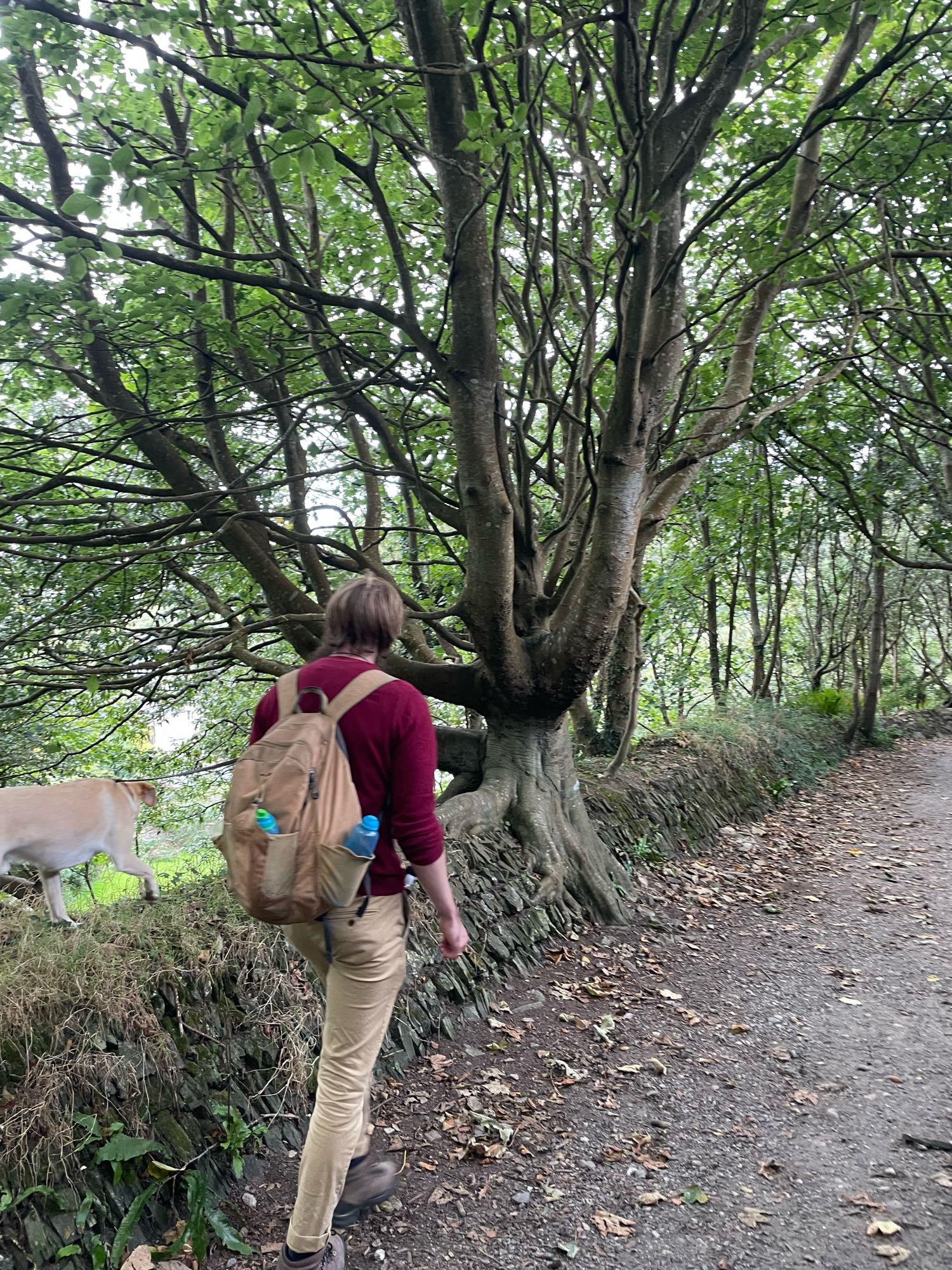 Chris walks away from the camera, while Lenny, a yellow labrador, walks along the top.of a drystone wall alongside him.

Jus ahead of them is a very old tree that clearly seeded in the top of the wall and has been allowed to grow there. Huge branches emerge from a short, broad trunk. Most astonishingly, in its quest for the ground the tree has rooted into the wall with a cascade of trunk and roots spilling over either side of the wall, appearing almost liquid.