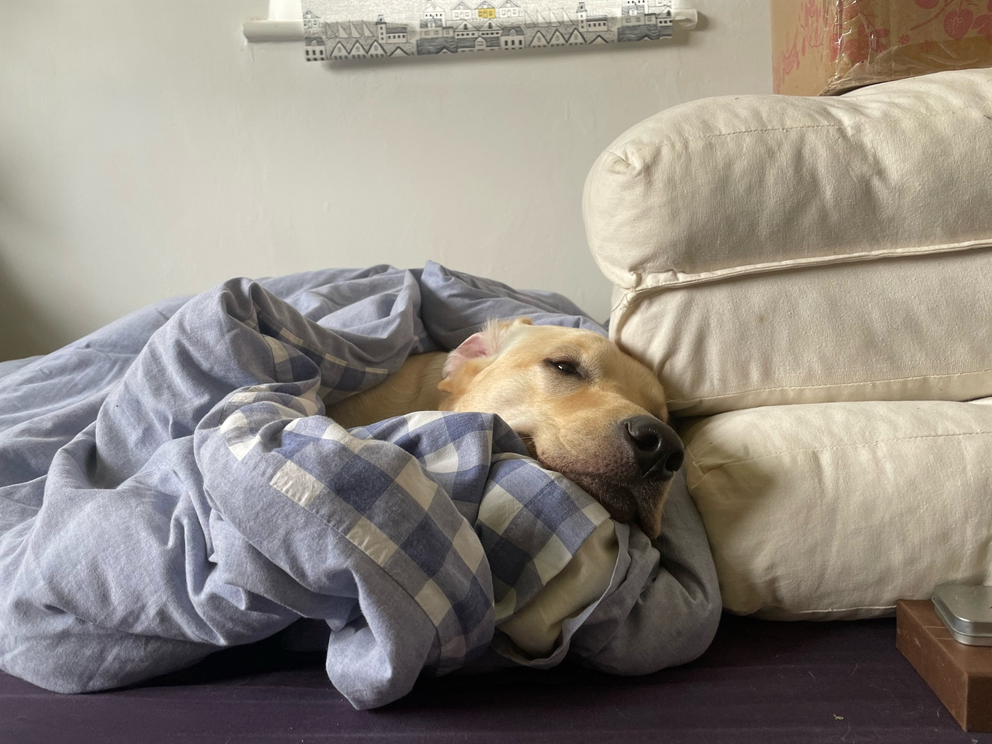 Lenny, a yellow labrador, is bundled in a duvet like a burrito with just his head sticking out. One ear is inside out. He looks sleepy and content. That's because he *is* sleepy and content.