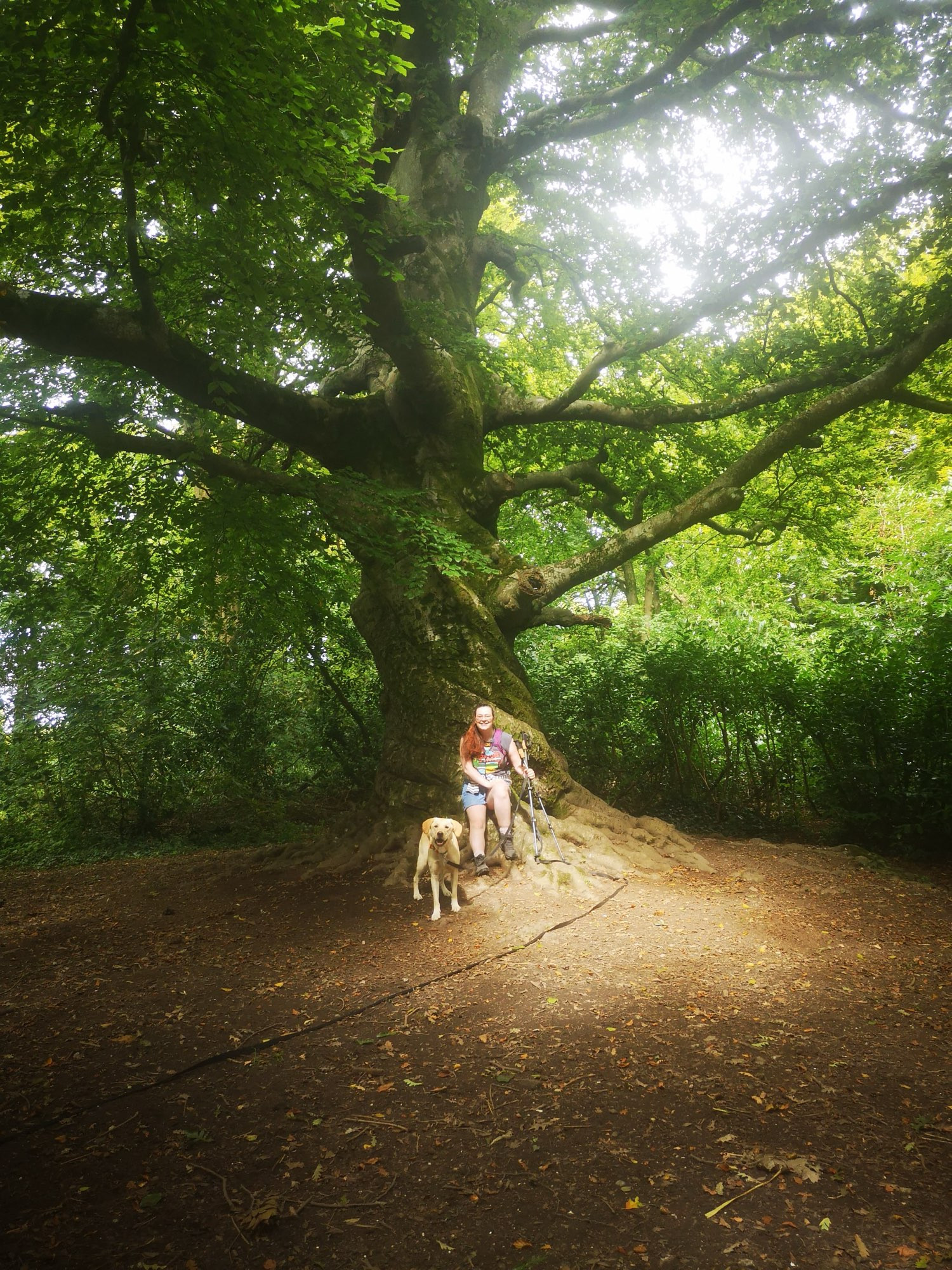 Amanda sits beneath a behemoth of a beech tree with her yellow labrador, Lenny. Amanda is smiling at the camera, and so is the dog! The beech tree is over 230 years old, and it would take several people holding hands to reach around the trunk. It has grown with a pronounced 'candy cane' twist in the trunk, and looks like something out of a fairy tale. It is a sunny day, but the filtered light of the massive canopy gives everything a gentle green cast, with one bright golden beam of sunlight shining on Amanda and Lenny like a spotlight.