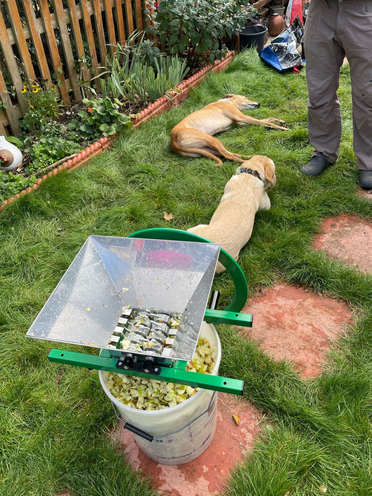 In the foreground is an apple scratter (essentially a shredder for apples) standing over a bucket of shredded apples. Behind it, Lenny, a yellow labrador and Roscoe, a brown greyhound, snooze on the lawn.