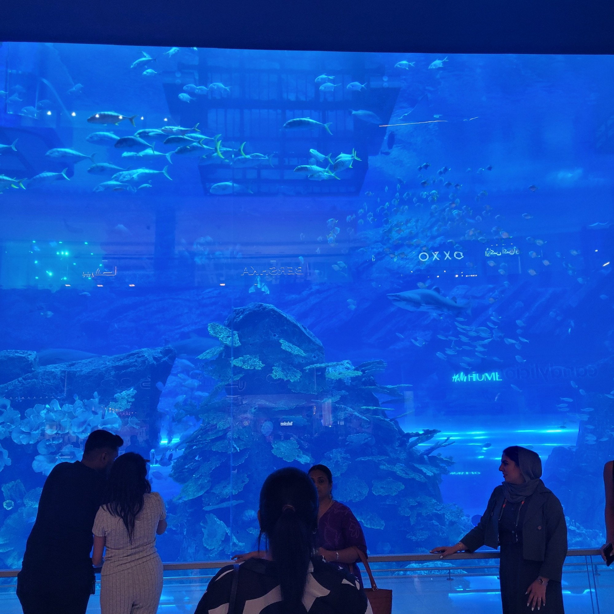 Dubai mall aquarium.