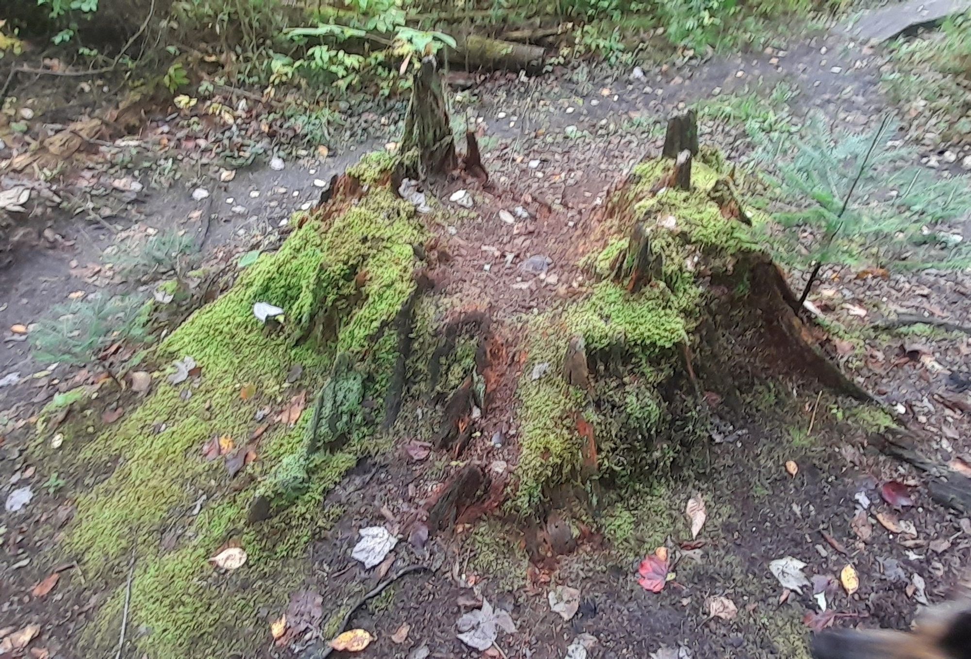 An image of a cool tree stump