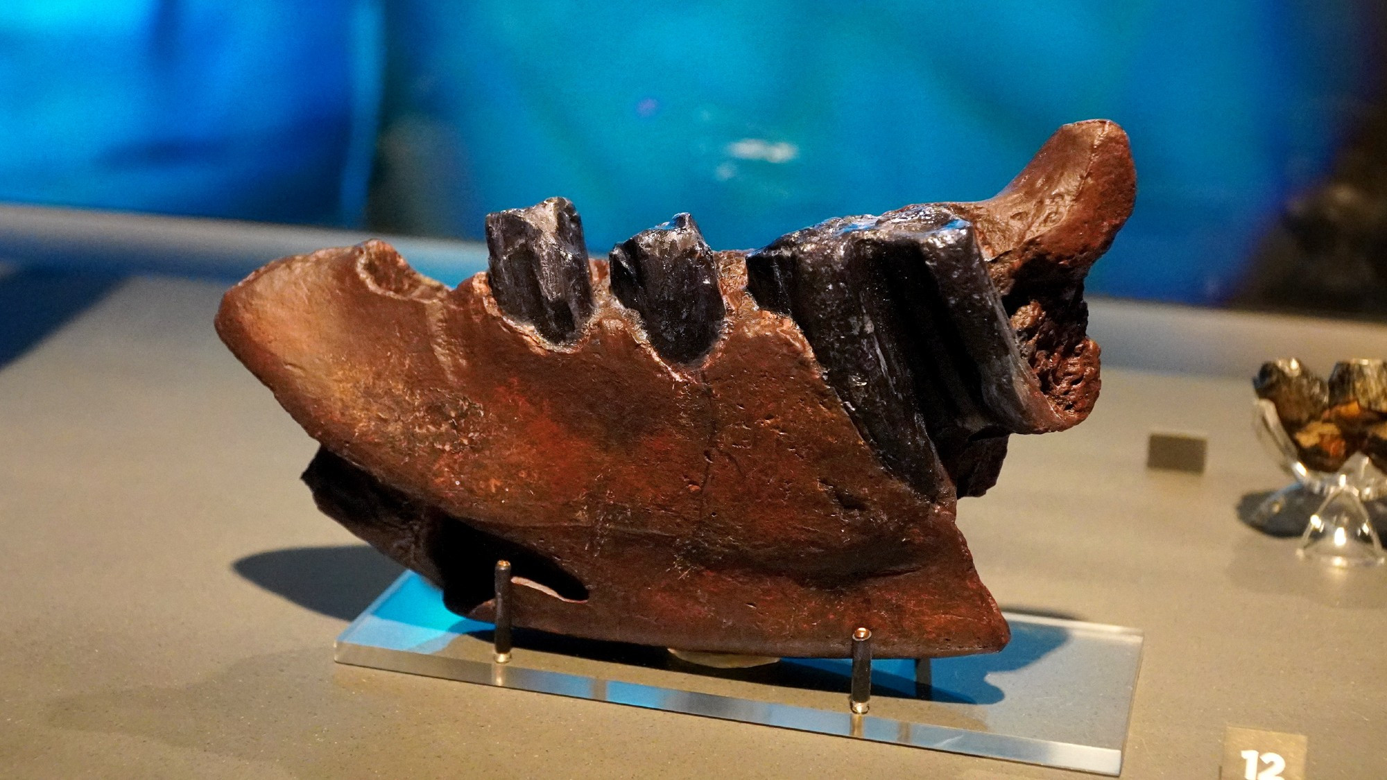 Fossil jaw in a museum display case