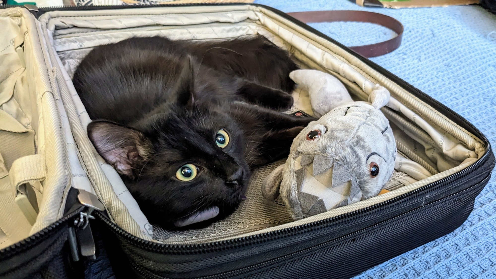 Black kitty in an open suitcase with a stuffed toy