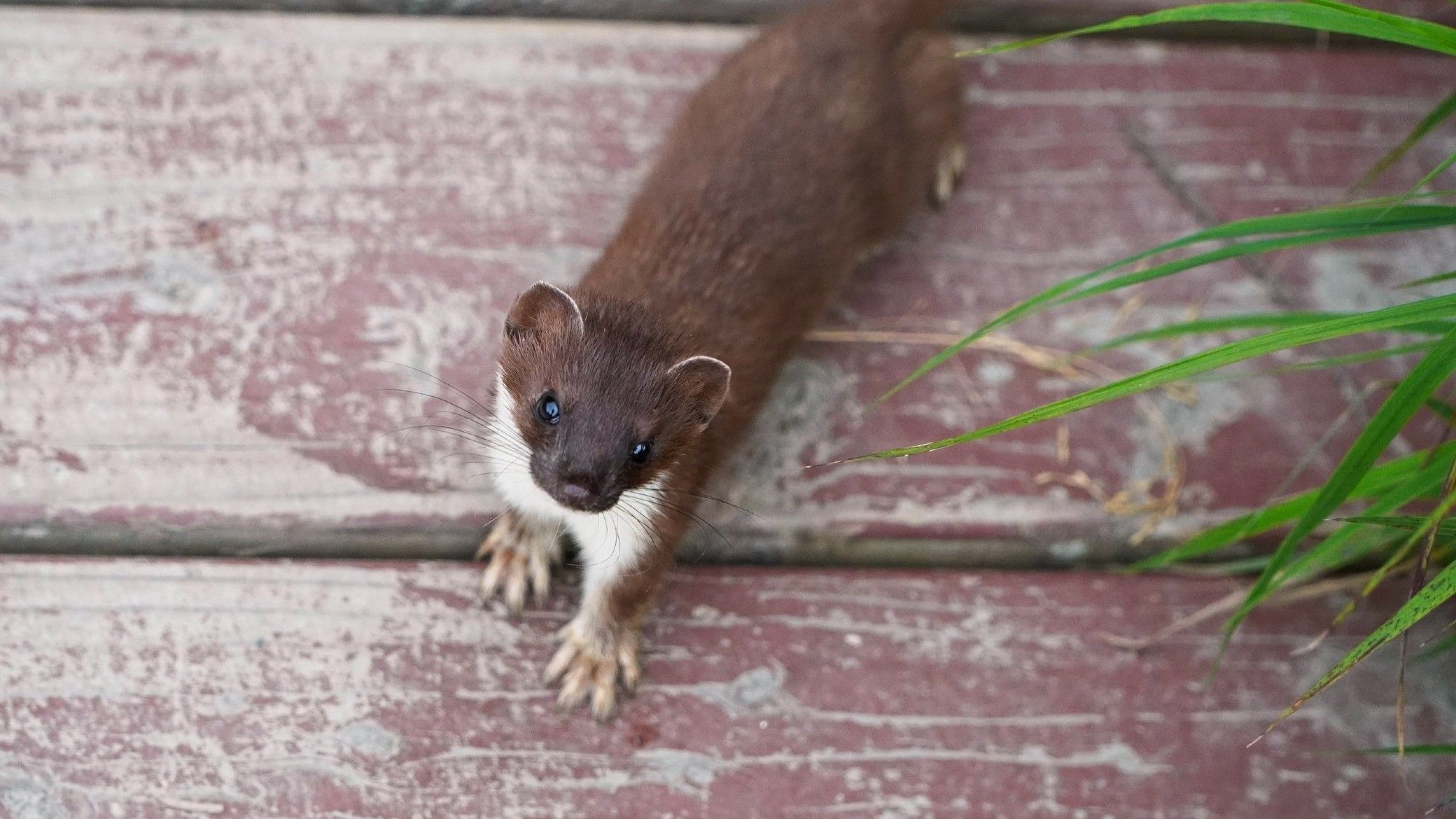 Small weasel or ermine standing on a wooden bridge looking up at the cameraperson