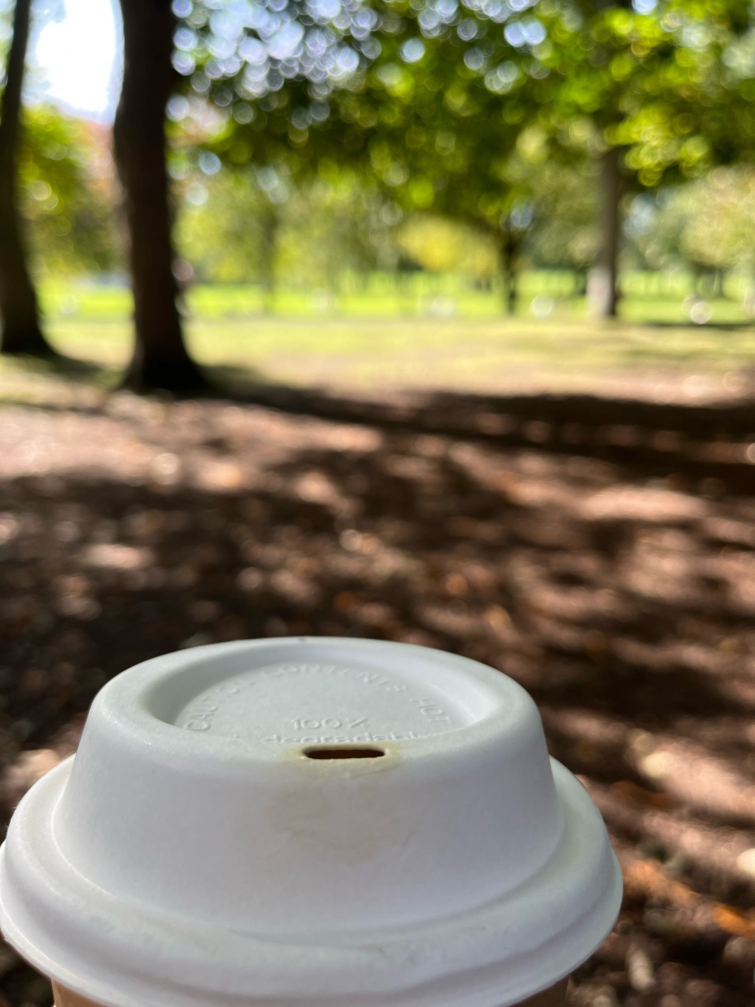 Photo of the top of a cardboard coffee cup with sunshine and blue sky through blurred trees in brown and green in the background