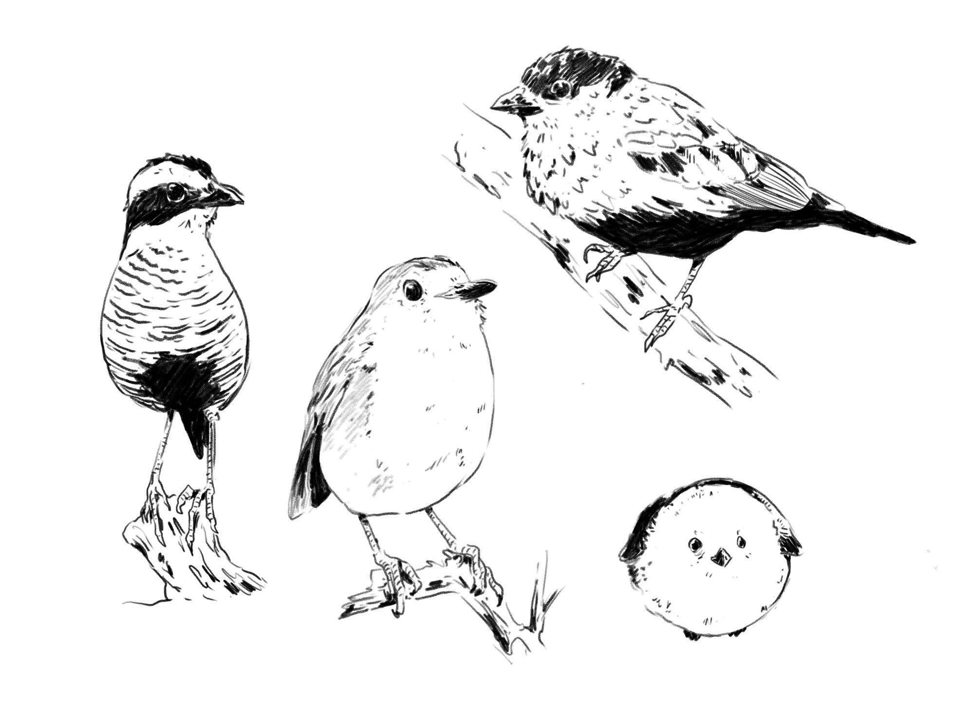 Study drawings of 4 tiny round shaped birds