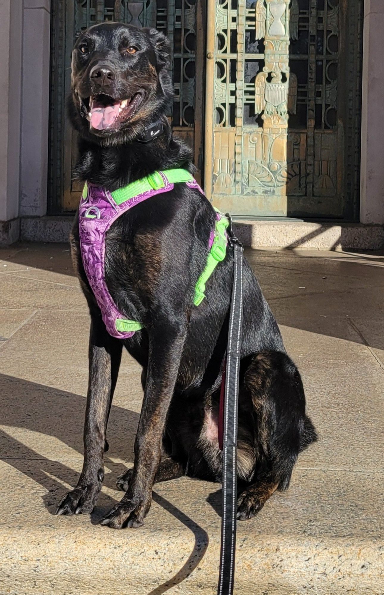 Happy, black Great Pyrenees/Boxer mix dog posing for a picture.