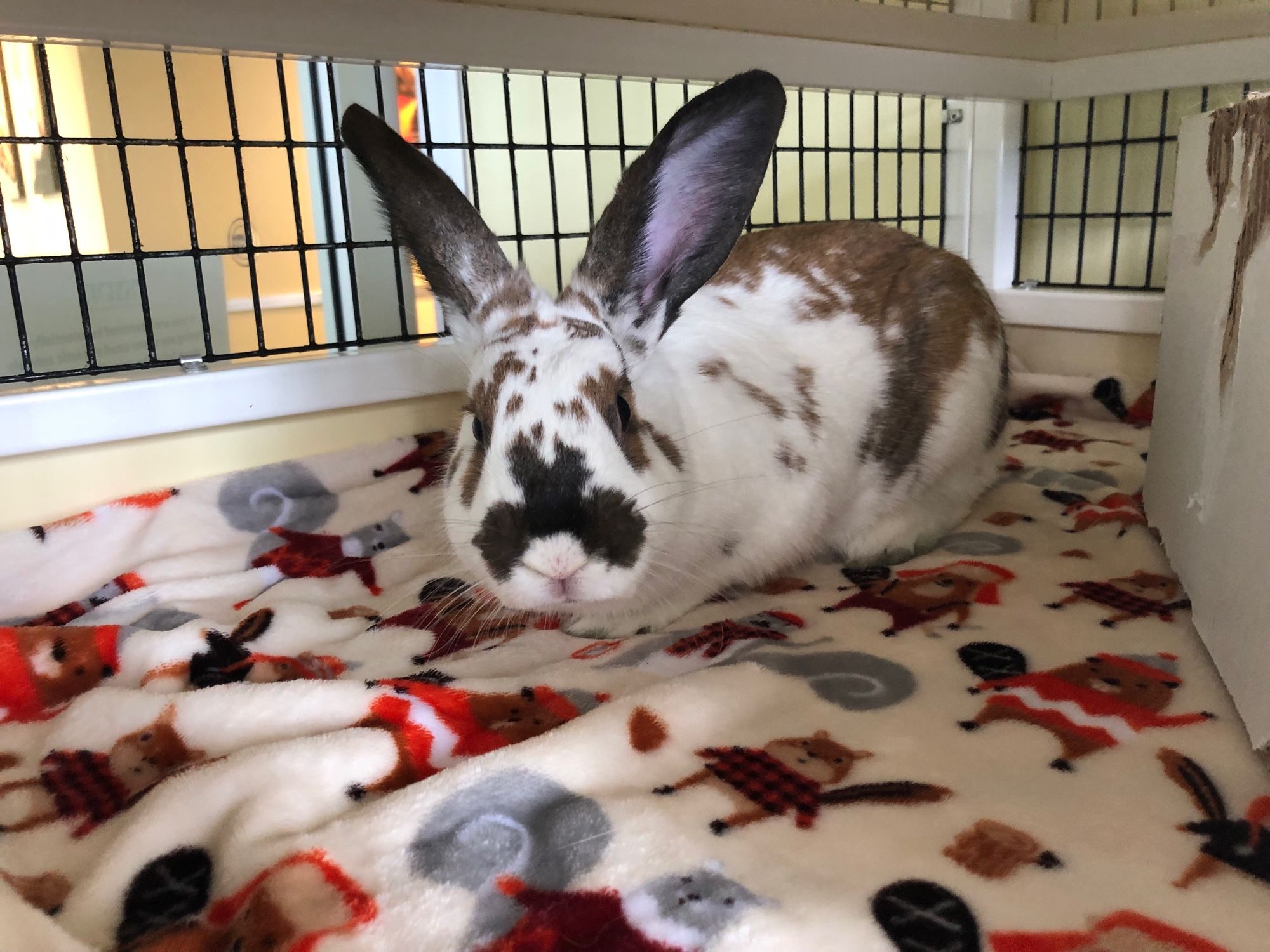 A white bunny with brown and black splotches on his fur is sitting on a white blanket with squirrels pictured on it. The bunny has a very distinctive, symmetrical marking above its nose that resembles a Rorschach ink blot. I see a butterfly with wings spread.