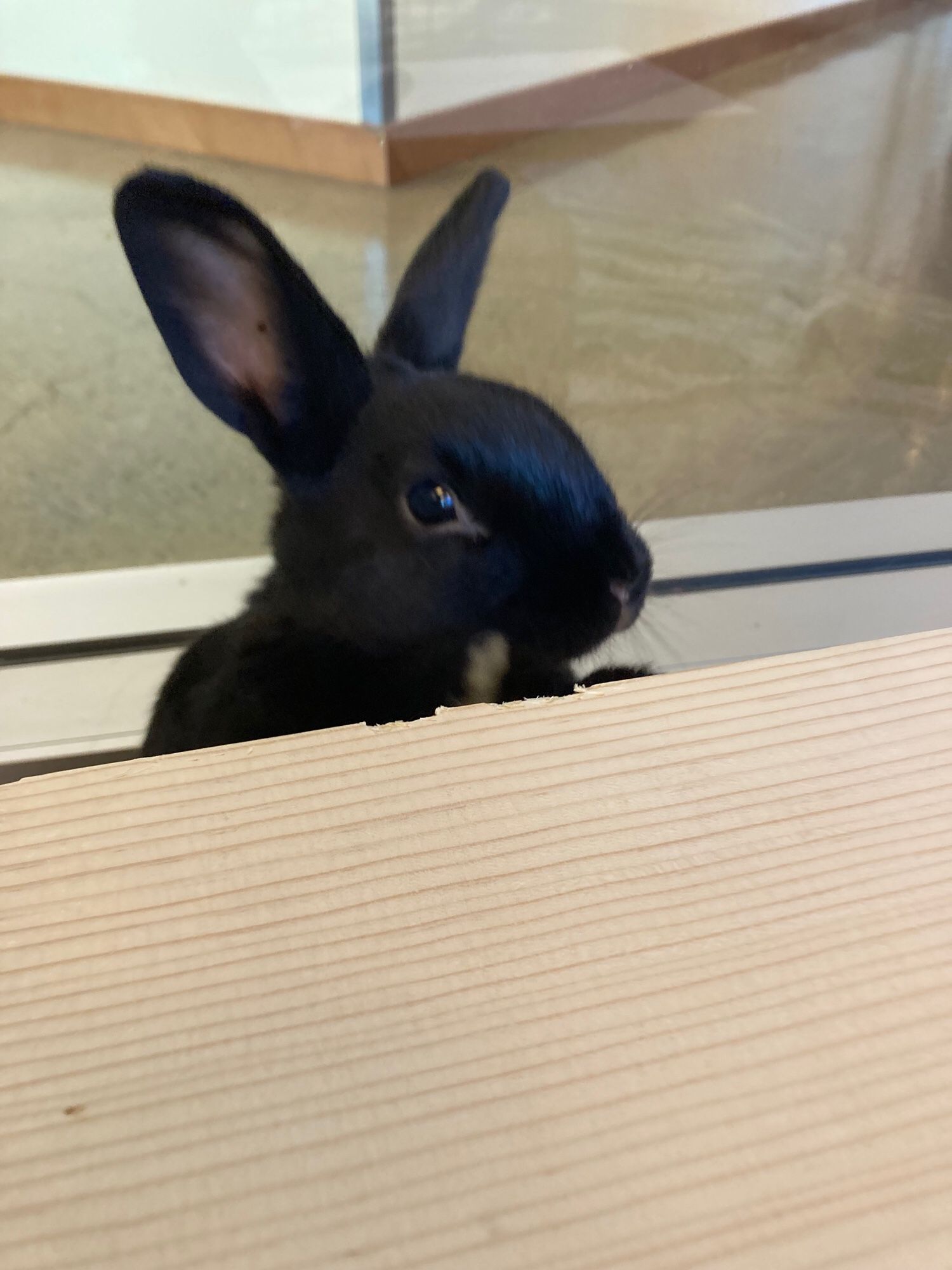 A black bunny looking over a light colored wooden table. It looks like it's sitting at a meeting, perhaps. It is totally adorable.