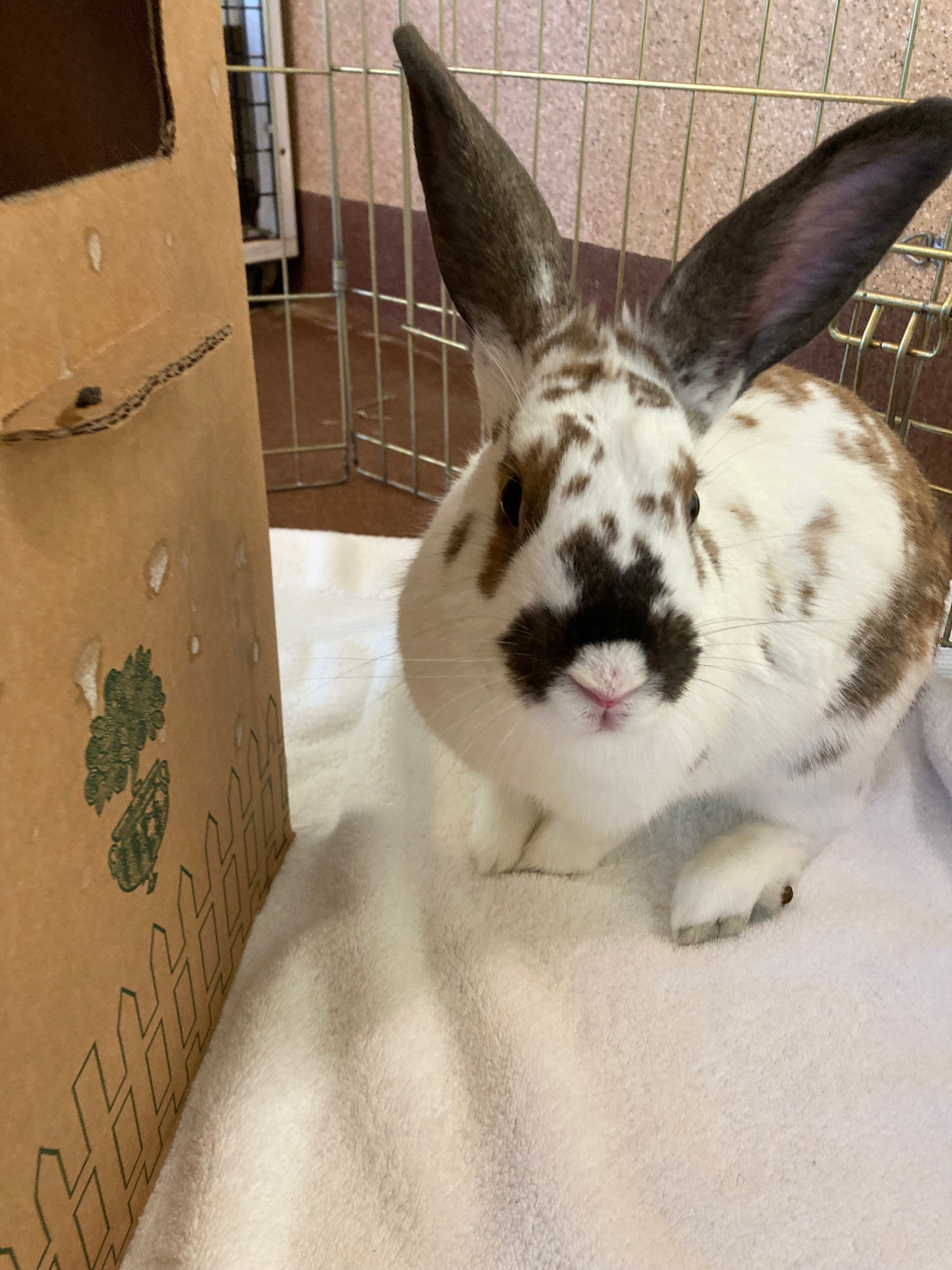 A white bunny with brown and black spots, sitting on a white blanket and next to a cardboard box. A symmetric spot on the bunny's nose looks to me like a Rorschach ink blot, and thus I have given him that nickname.