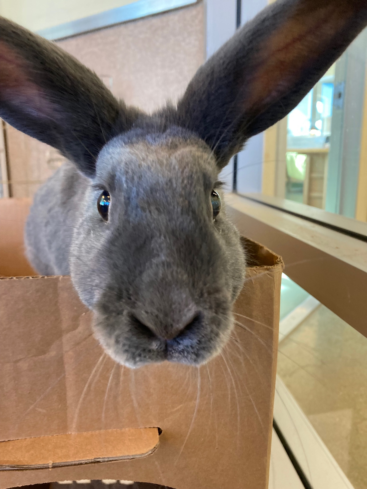 A grey bunny sitting in a cardboard box. It is leaning out towards the camera in an utterly adorable way, as if desperately trying to get you to say hi or pet him.