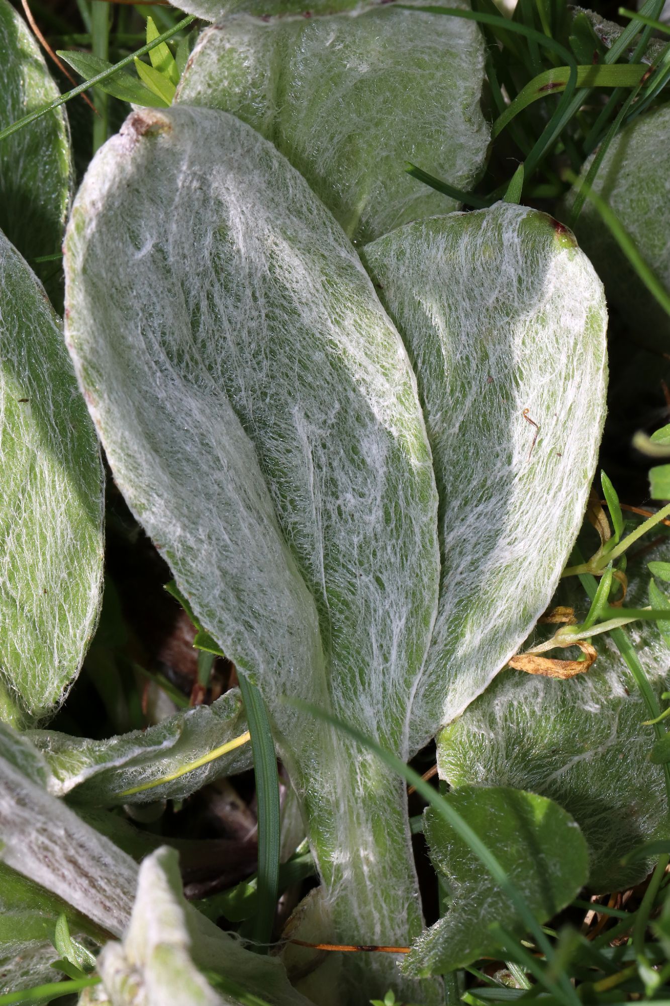 Tephroseris integrifolia (L.) Holub subsp. capitata (Wahlenb.) B.Nord. 
Photographed on Monte Fronté (Mendatica, IM, LIG, IT) on July 16, 2019.