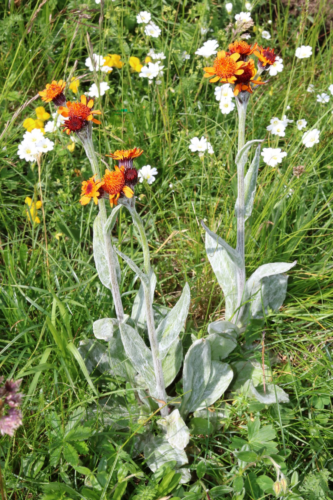 Tephroseris integrifolia (L.) Holub subsp. capitata (Wahlenb.) B.Nord. 
Photographed on Monte Fronté (Mendatica, IM, LIG, IT) on July 16, 2019.