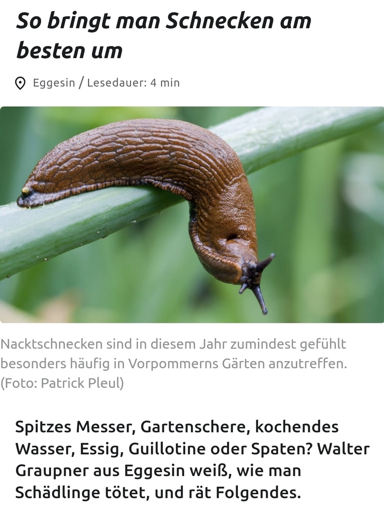 Zeitungsartikel mit dem Bild einer Nacktschnecke:
"So bringt man Schnecken am besten um"
...spitzes Messer, Gartenschere, kochendes Wasser, Essig, Guillotine oder Spaten? Walter Graupner aus Eggesin weiß, wie man Schädlinge tötet, und rät Folgendes.