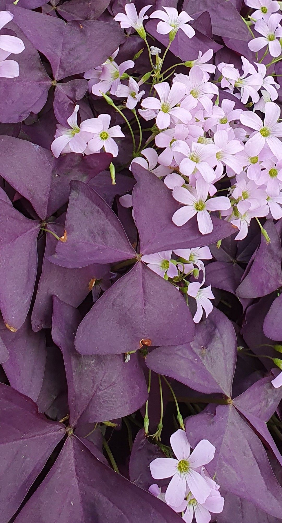 Die Blätter bestehen aus jeweils 3 dreieckigen lila Blättern, dazwischen jeweils kleine rosa Blüten