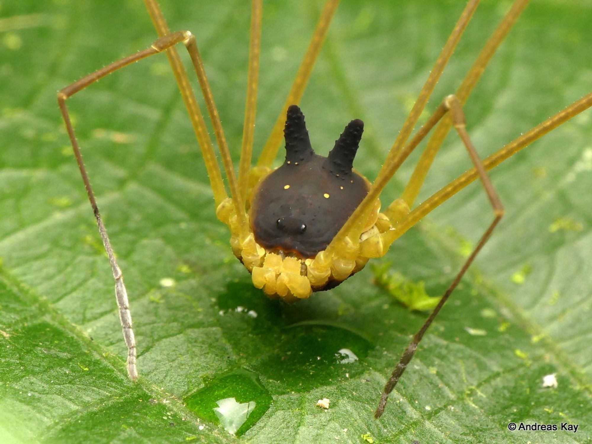 bunny harvestman photo by andreas kay