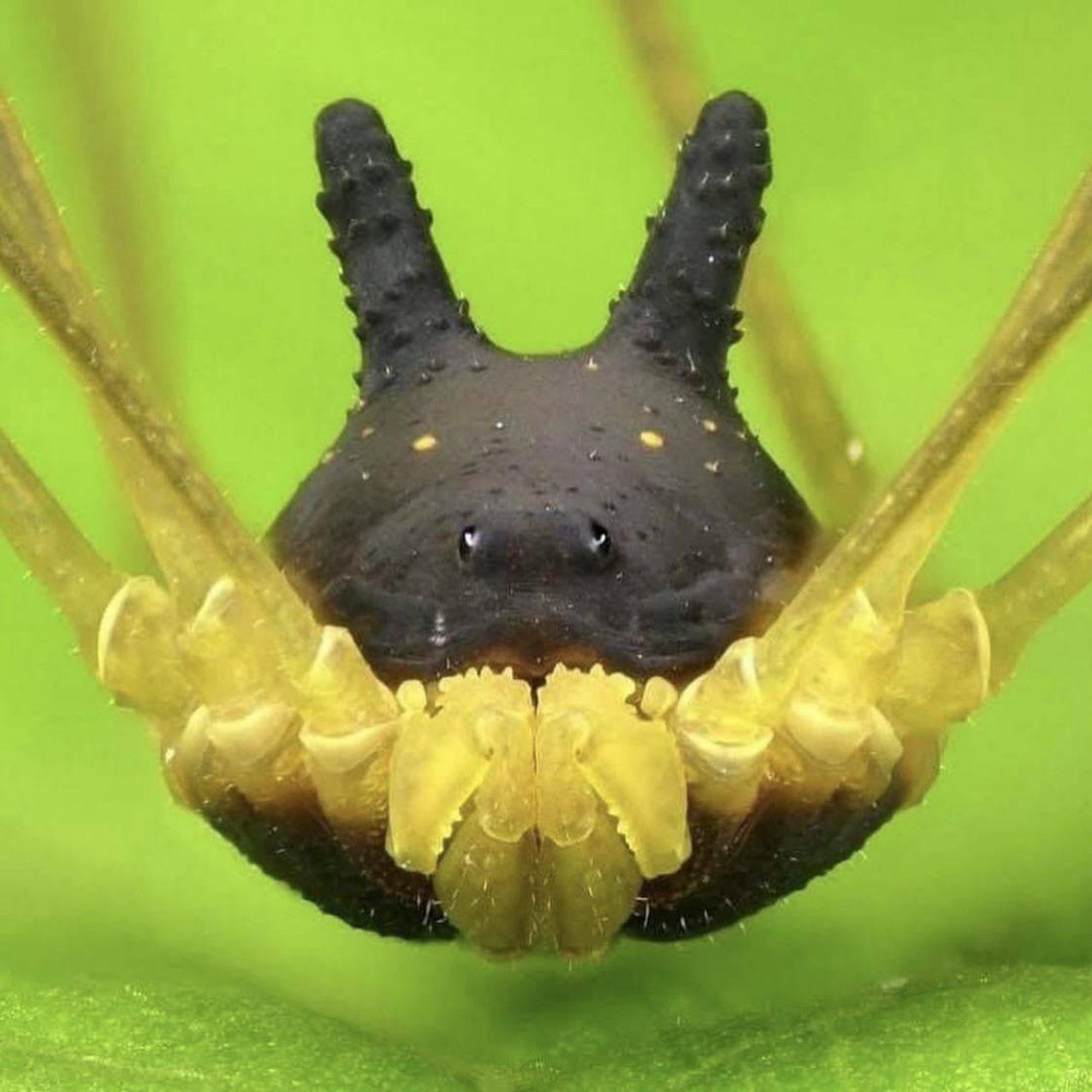 bunny harvestman photo (close up) by andreas kay