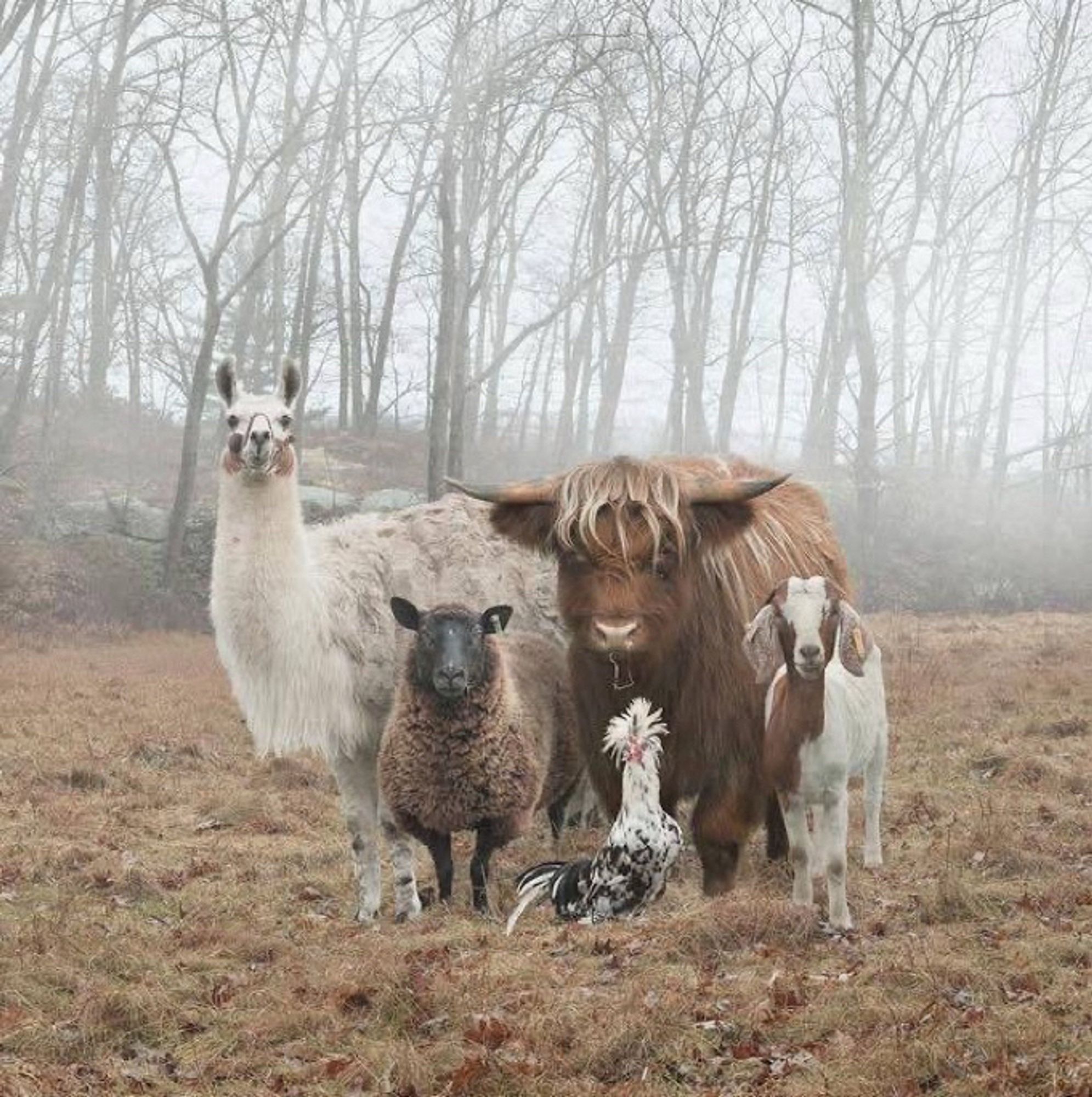 Photo by Ron MacInnis: https://www.boredpanda.com/farm-animal-portraits-rob-macinnis/