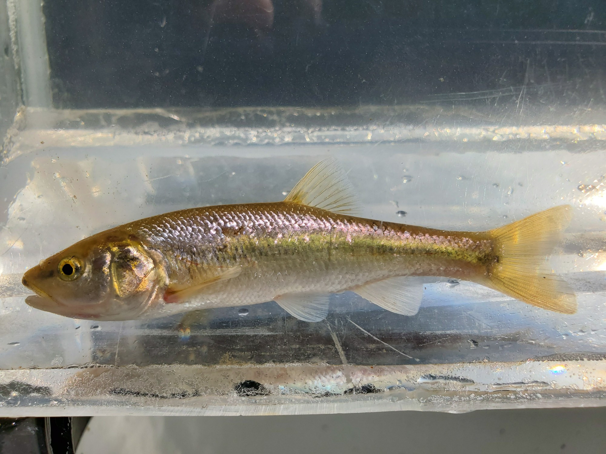 Creek Chub (Semotilus atromaculatus)