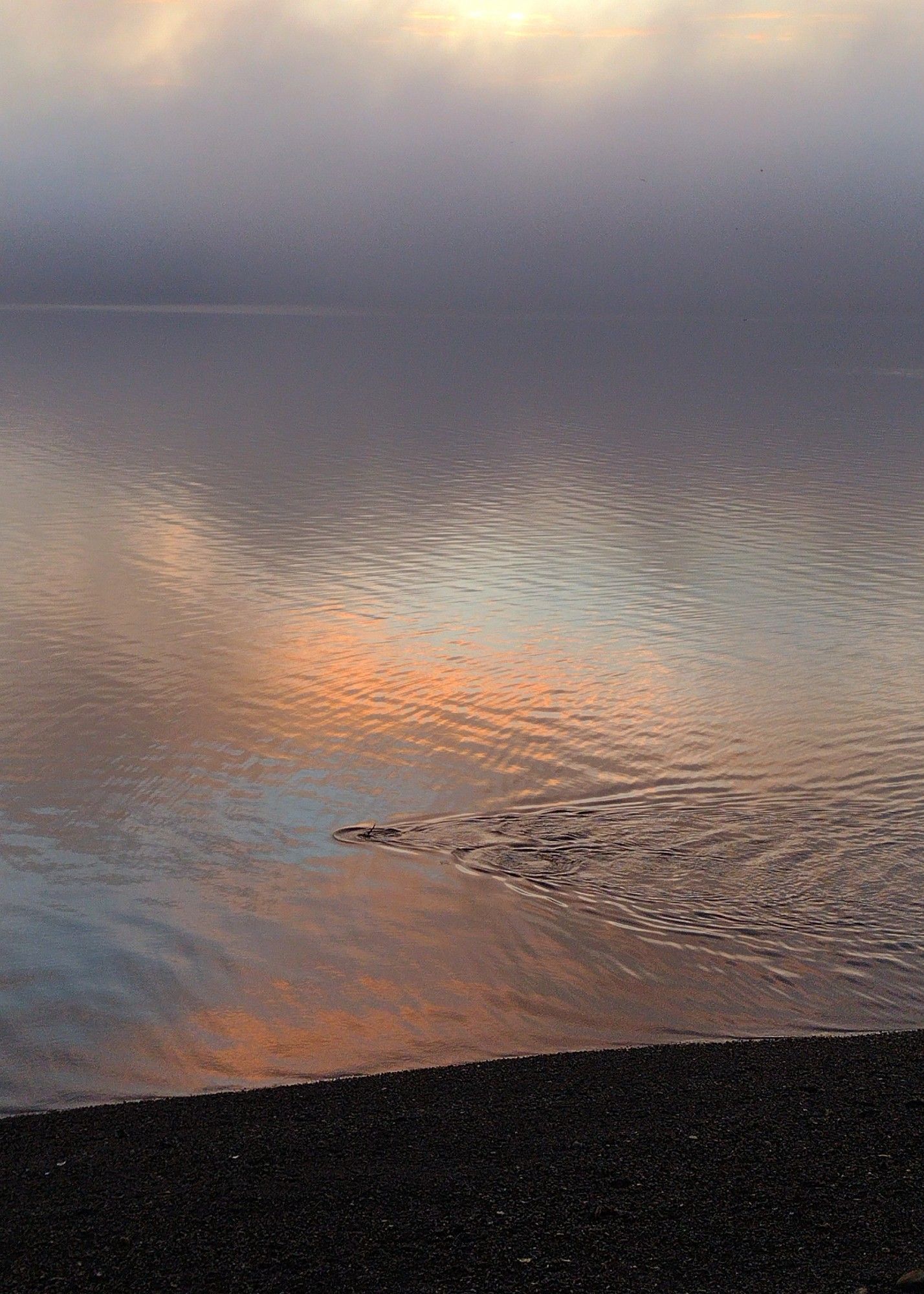 A scene of a body of water under a soft-lit sky with hues of orange, pink, gray-ish purple, and blue reflecting on the surface. Gentle ripples disturb the water’s surface, created by a group of otters just below the frame. The foreground shows a dark, pebbled shoreline leading into the calm water.