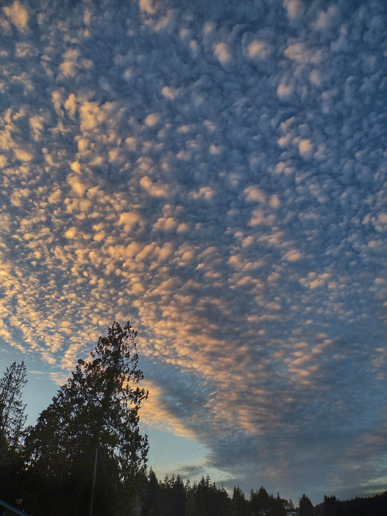 A view of the sky at dusk, filled with numerous small, fluffy clouds tinged with hues of pink and orange from the setting sun. On the left side of the image, a silhouette of a cedar tree is leaning slightly to one side. A line of trees, also silhouettes, can be seen on the bottom of the picture.