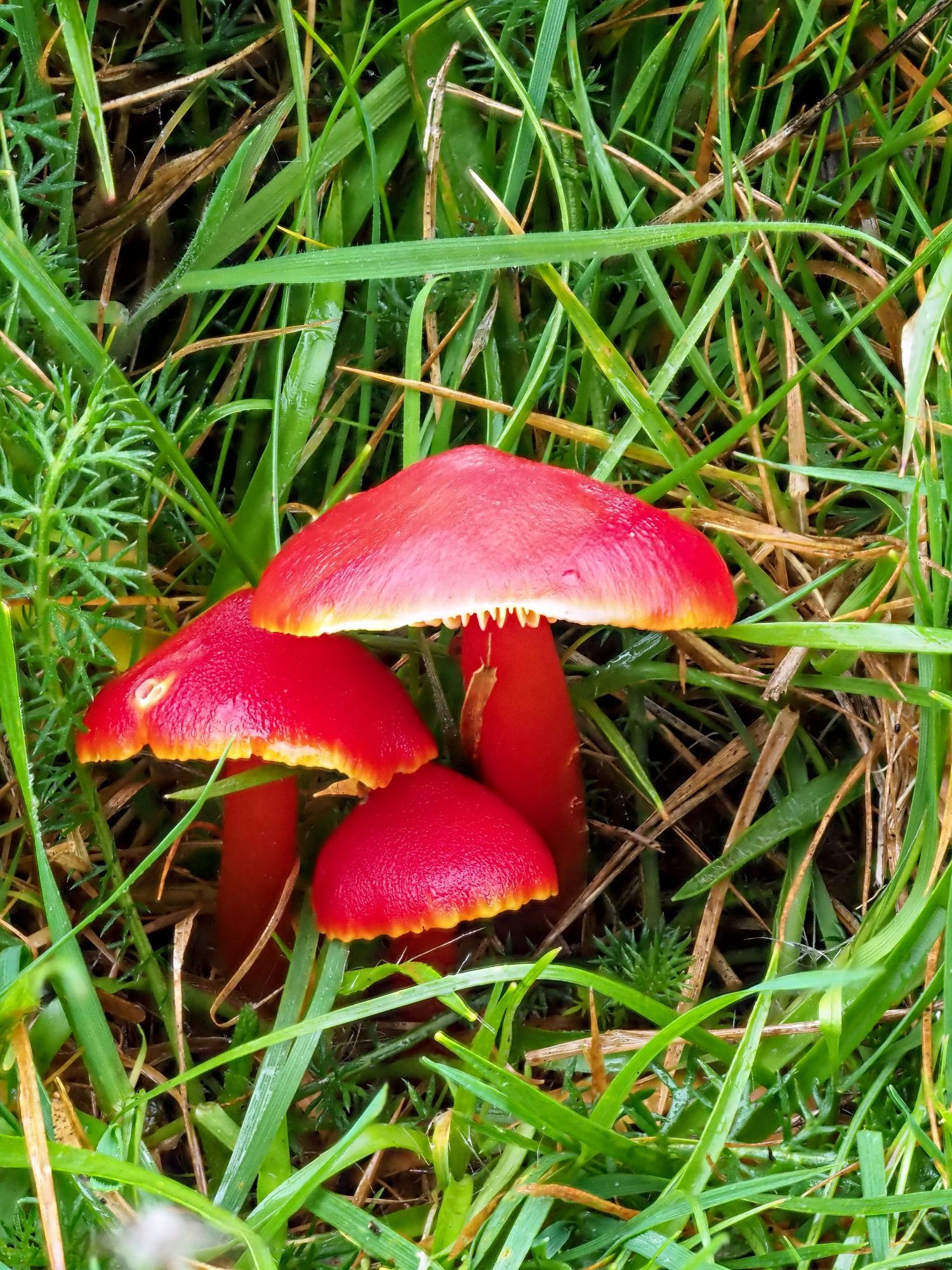 Bright red waxcap fungi framed by green grass