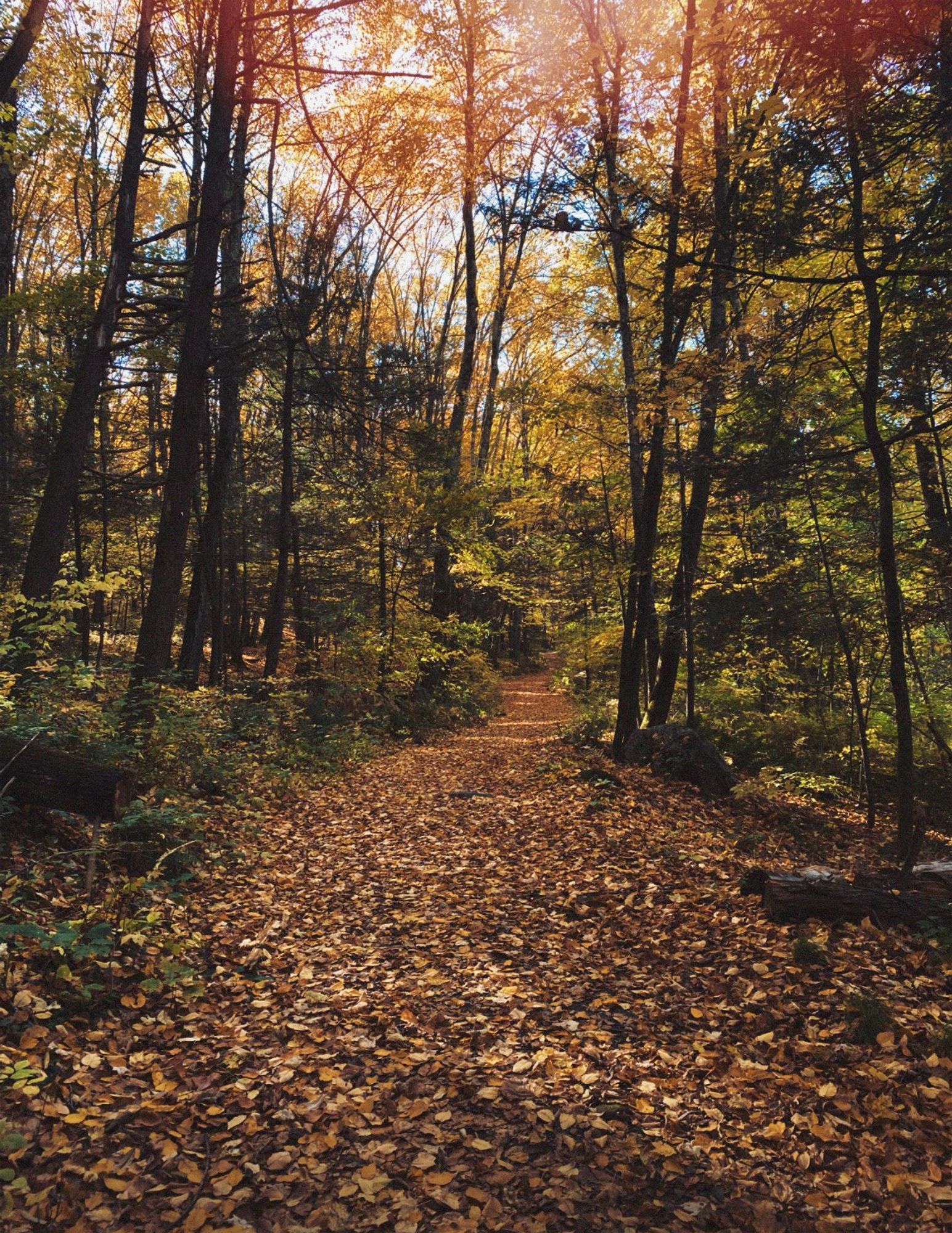 A trail of fallen leaves in a forest turning golden