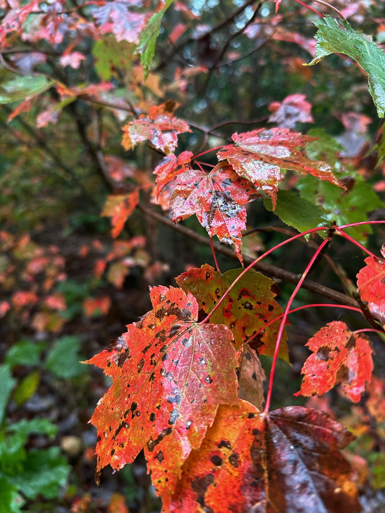 Swamp maple leaves wet with rain and red in autumn