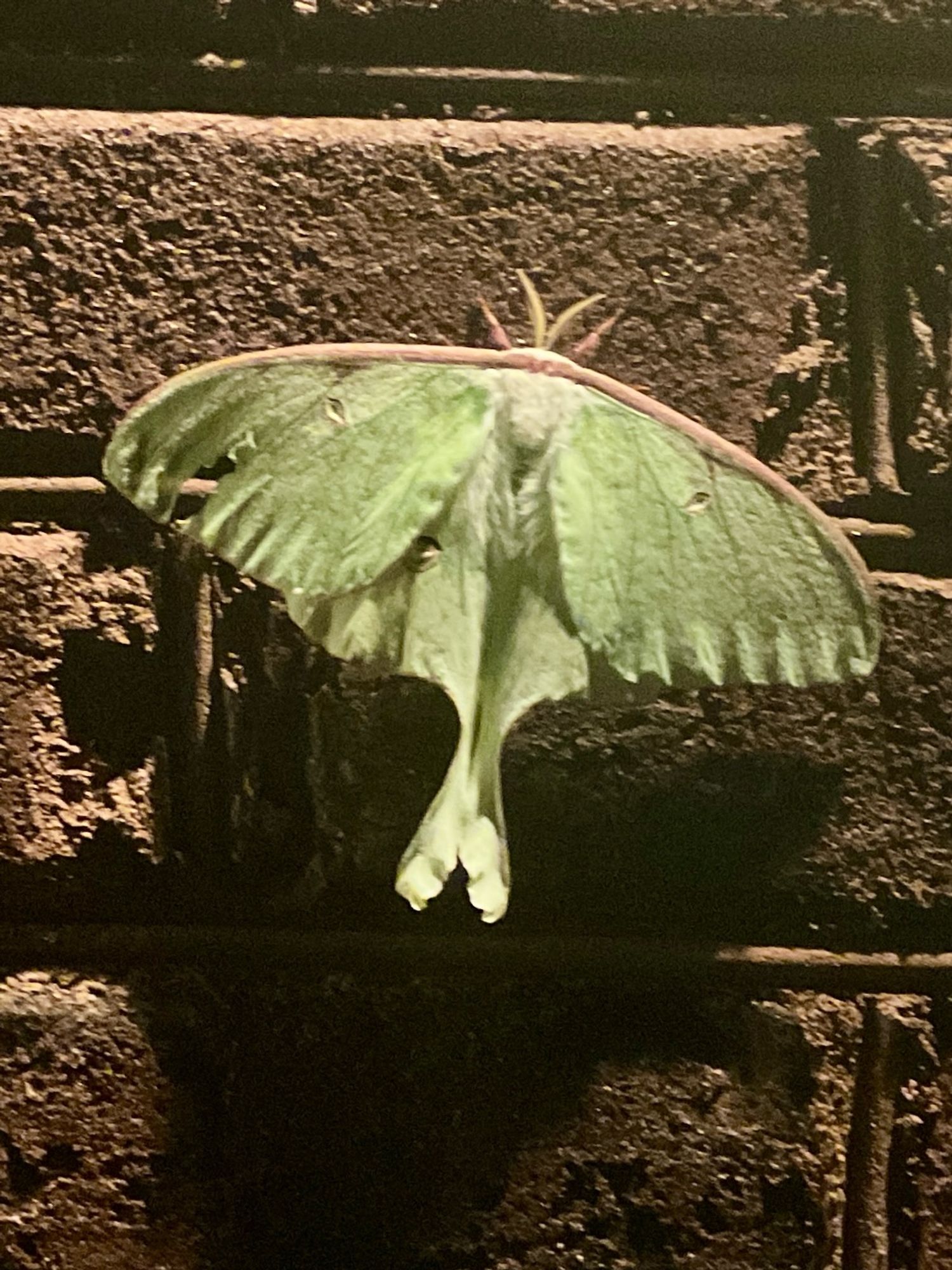 A lime green luna moth resting on a red brick wall. There's a tear in it's left wing but it is otherwise chilling.