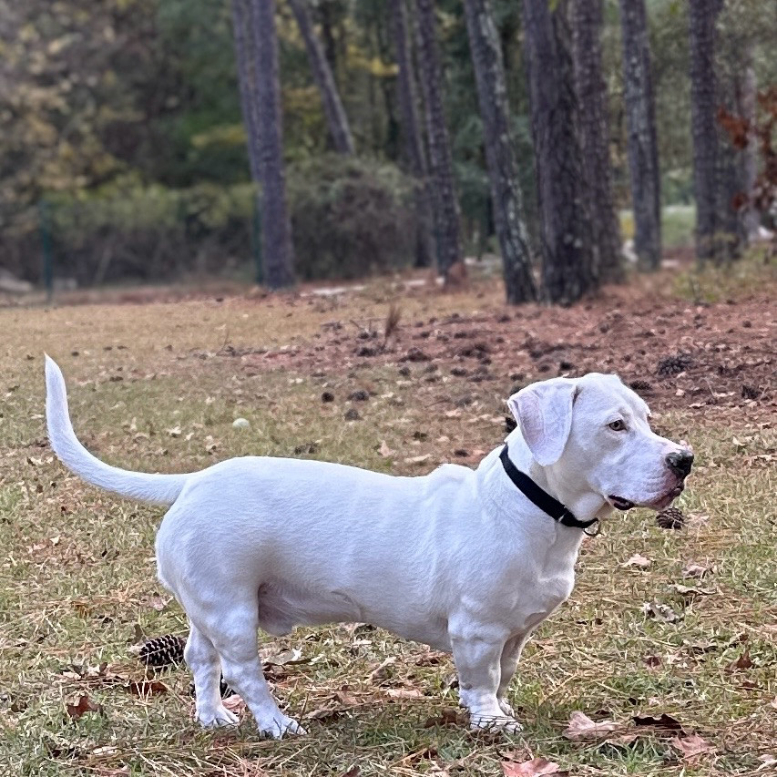 A comically short and stout white dog, suspiciously eyeing a guy who's just minding his business like someone elected him park monitor