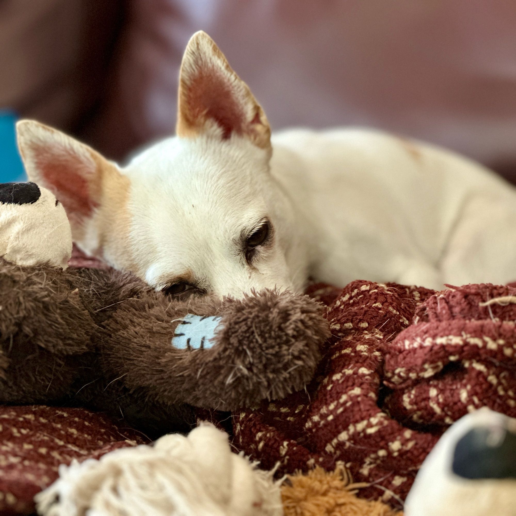 Little white dog curled up on one of his big brother's toy bears. He is fighting the battle against sleep and reader, he is losing.