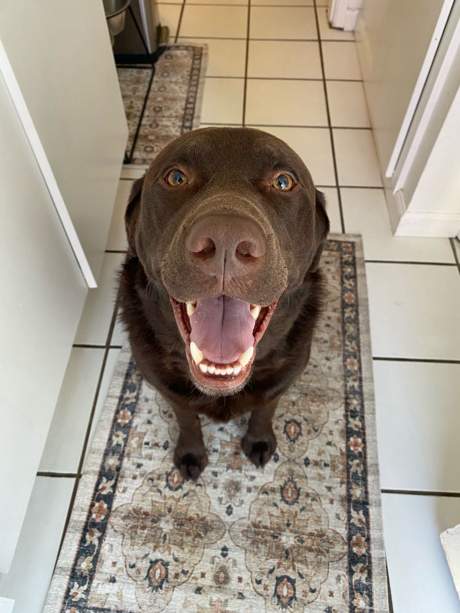 A handsome chocolate lab poses for a picture. He is smiling and waiting for a treat, which is currently out of shot