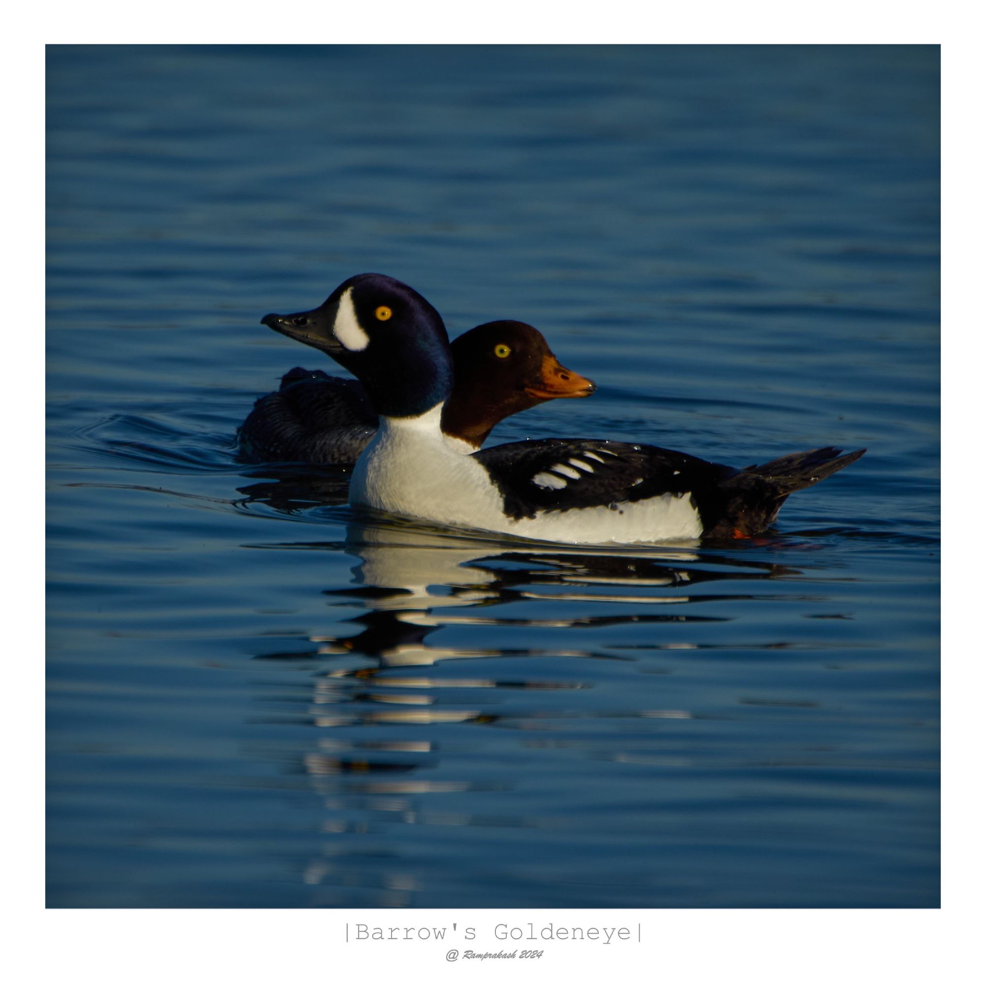 Two Barrow's Goldeneye ducks swimming on a calm body of water.