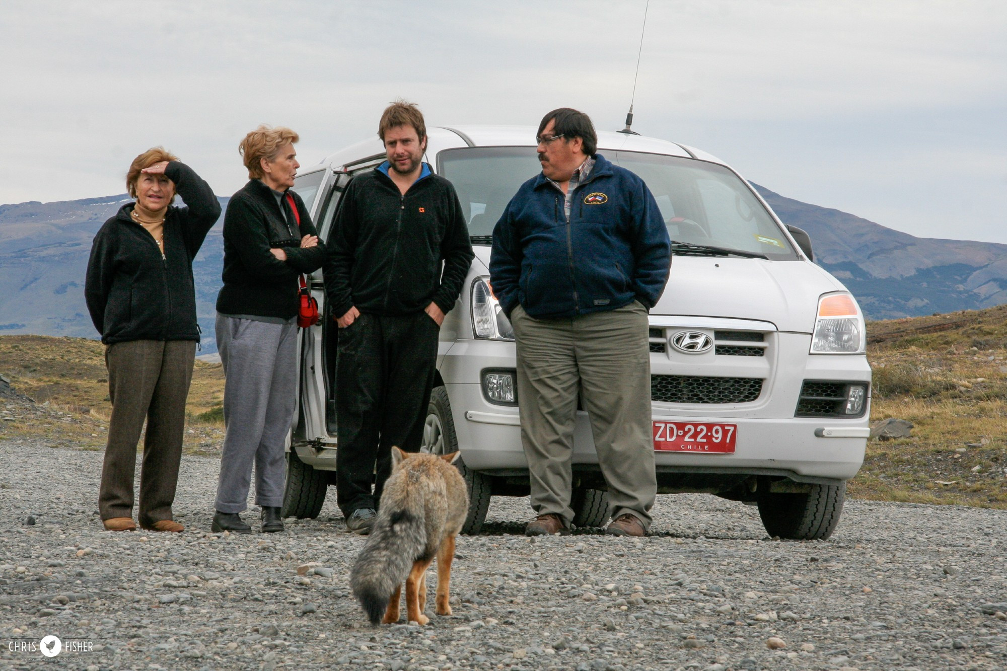 An Argentinian Grey Fox approaches visitors in the hopes of being fed. These visitors offer no food to the animal.