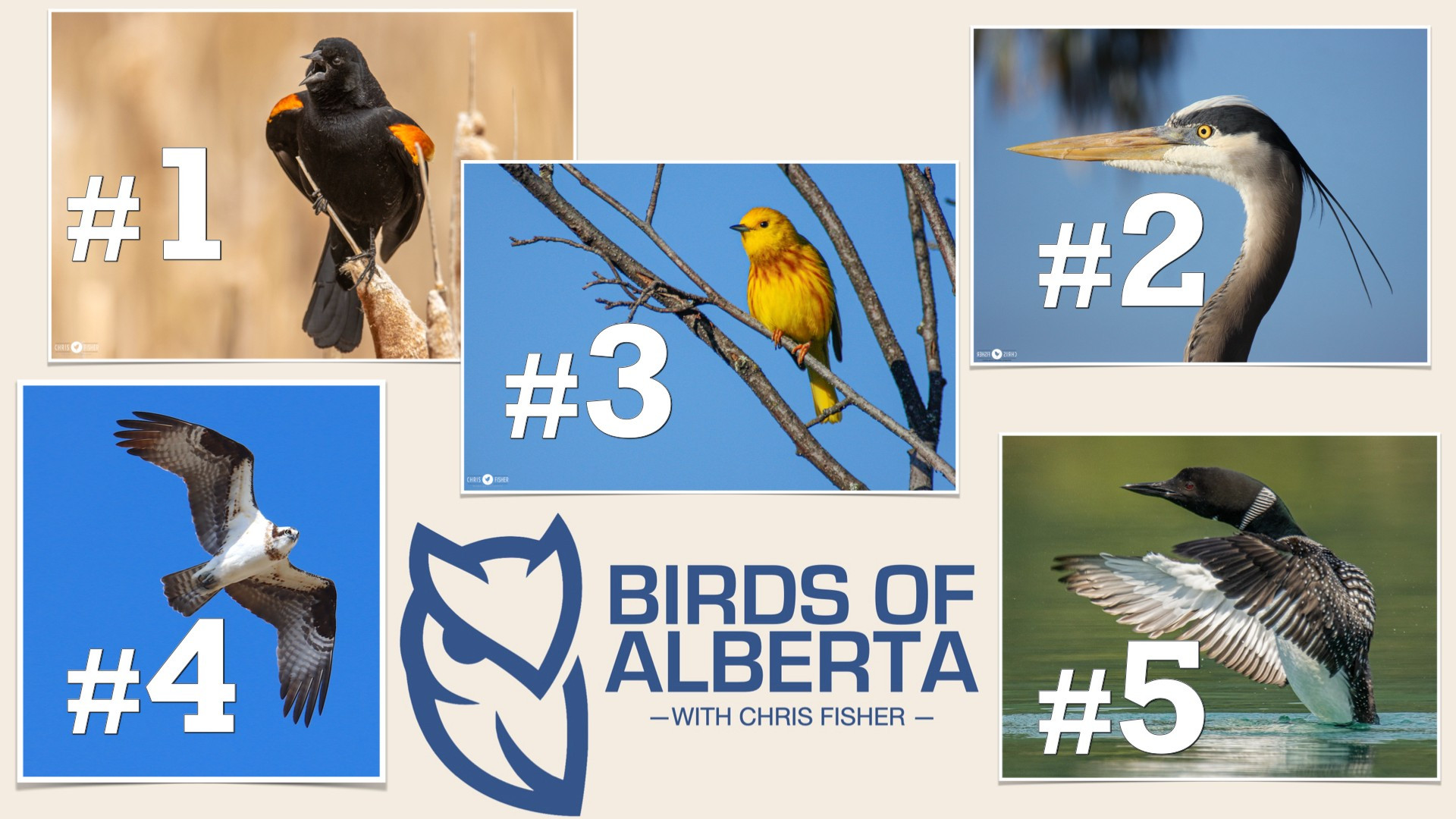 Birds of Alberta podcast logo with the top 5 downloaded episodes.